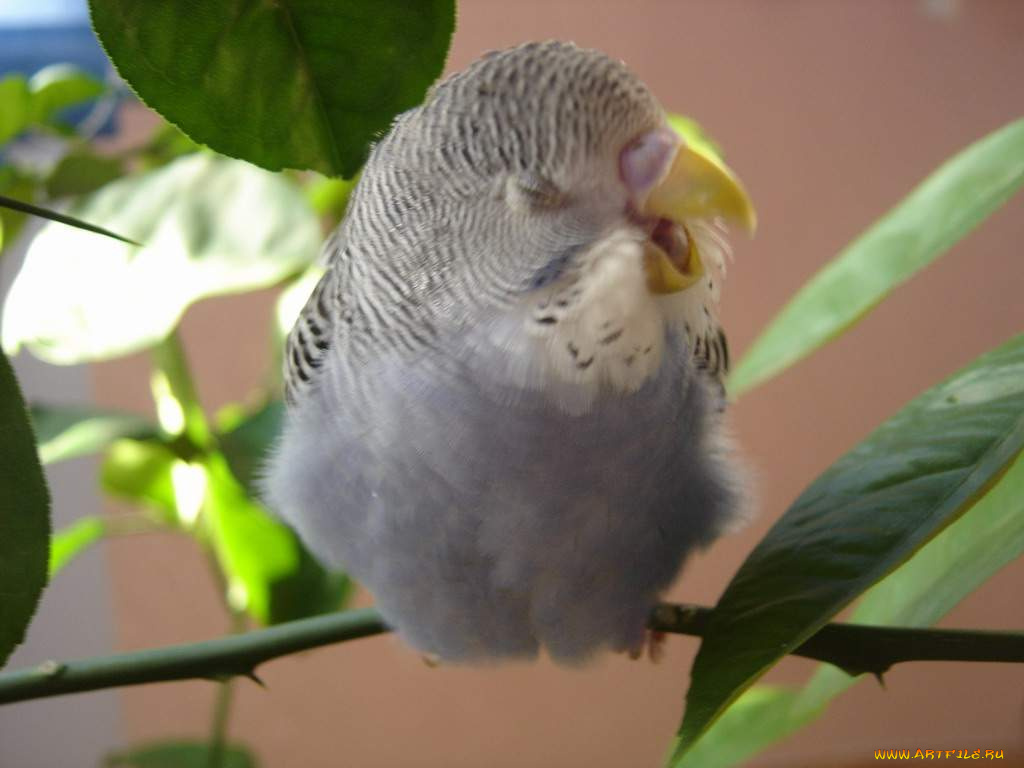 животные, попугаи