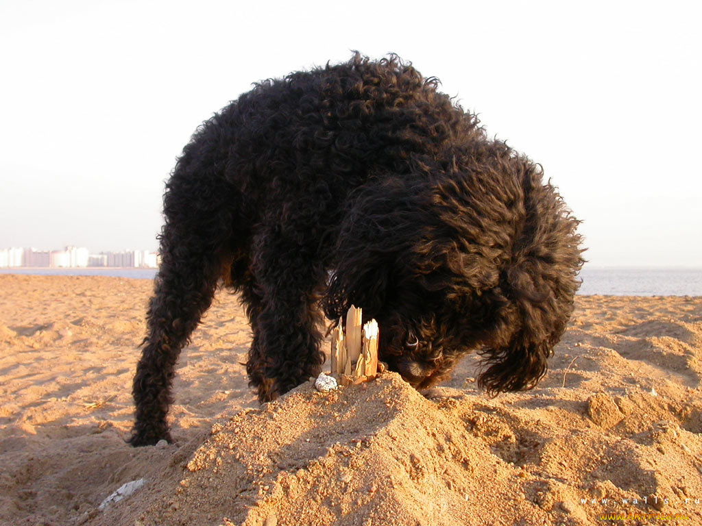 животные, собаки