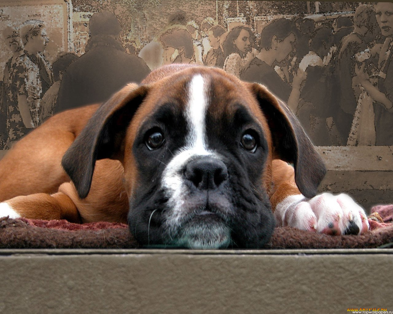 животные, собаки