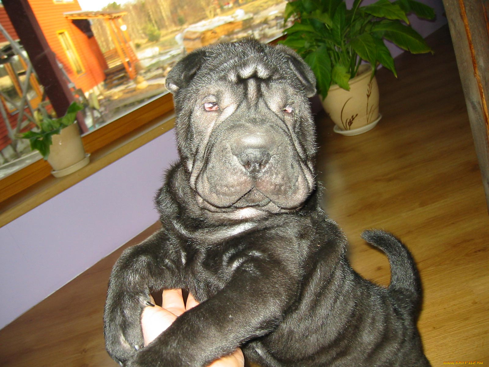 животные, собаки