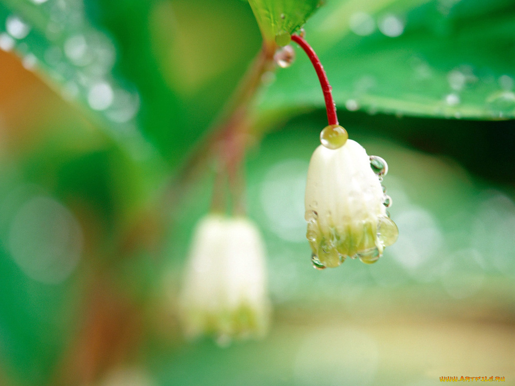 цветы, луговые, полевые