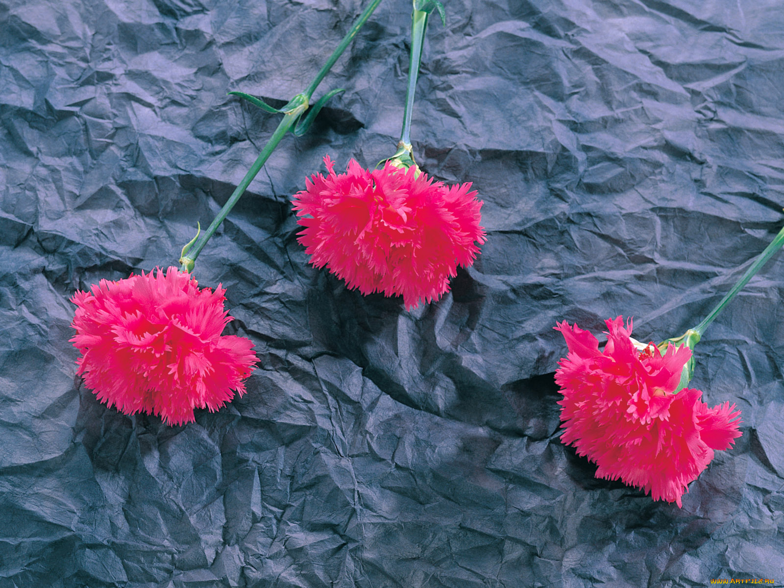 цветы, гвоздики