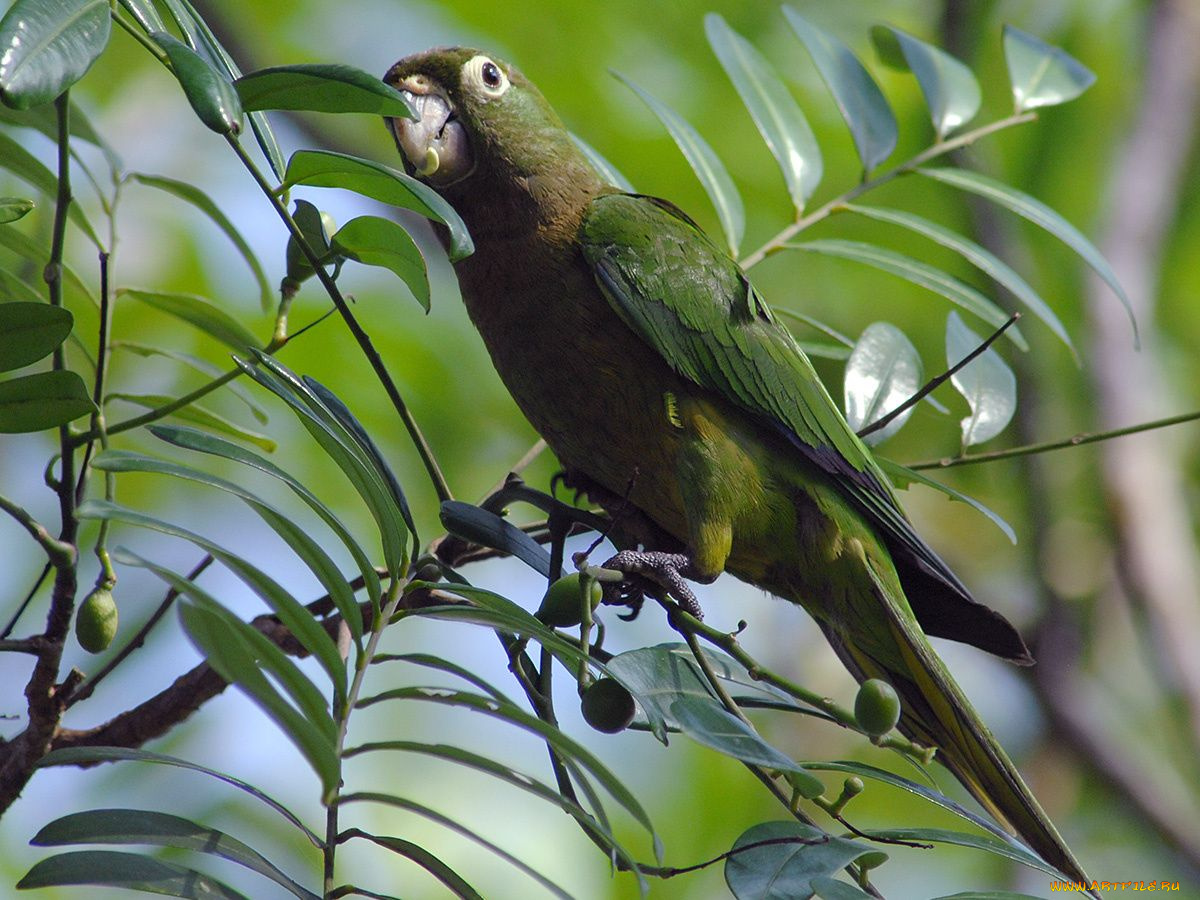 животные, попугаи