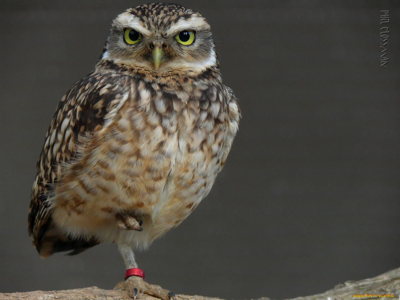 животные, совы