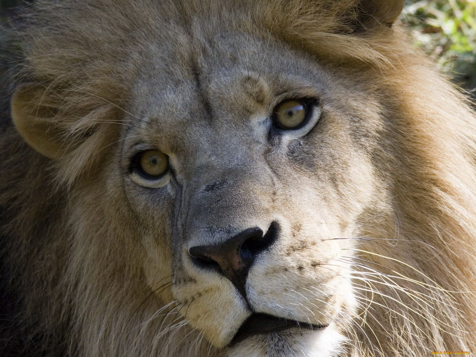 животные, львы