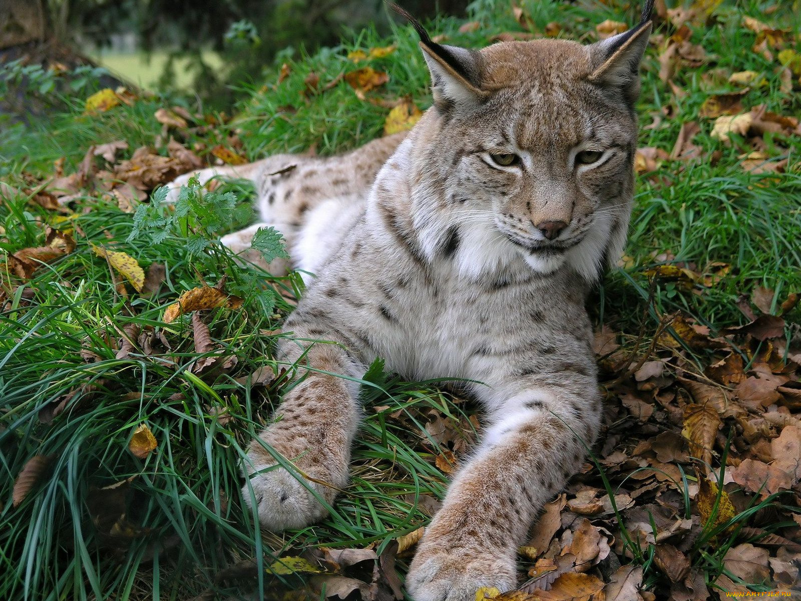 животные, рыси