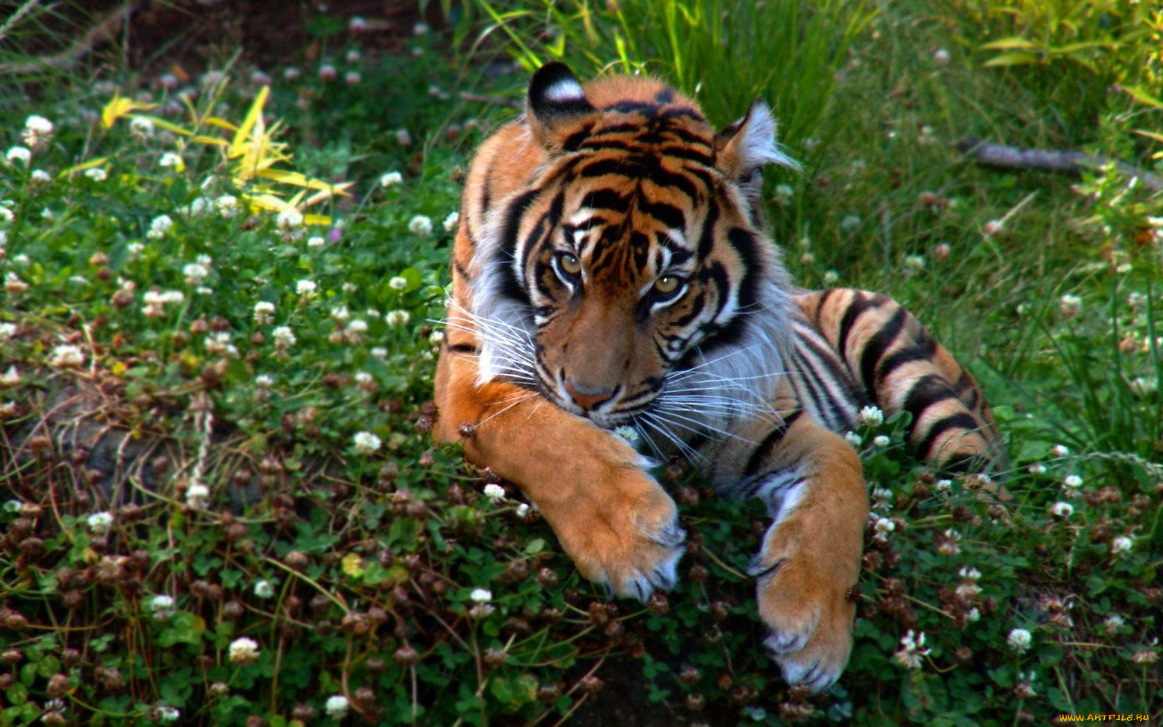 животные, тигры