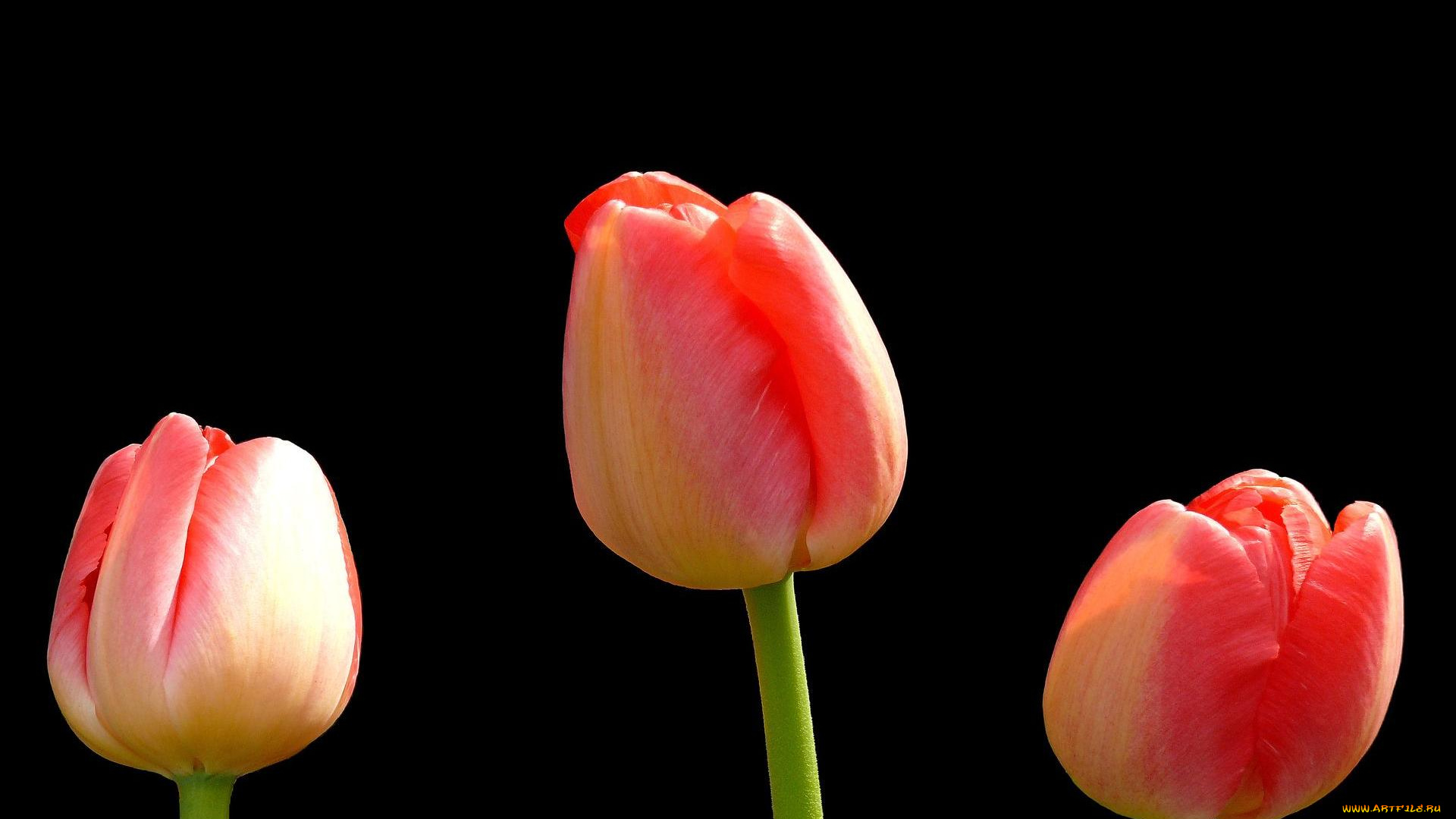 цветы, тюльпаны