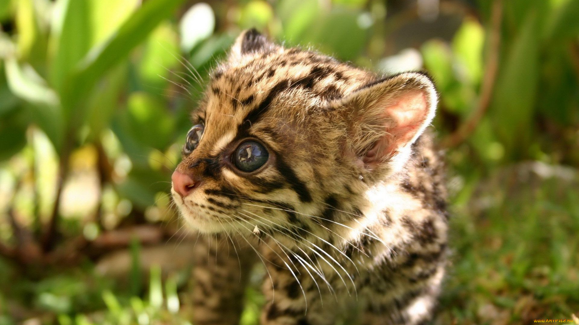 животные, оцелоты