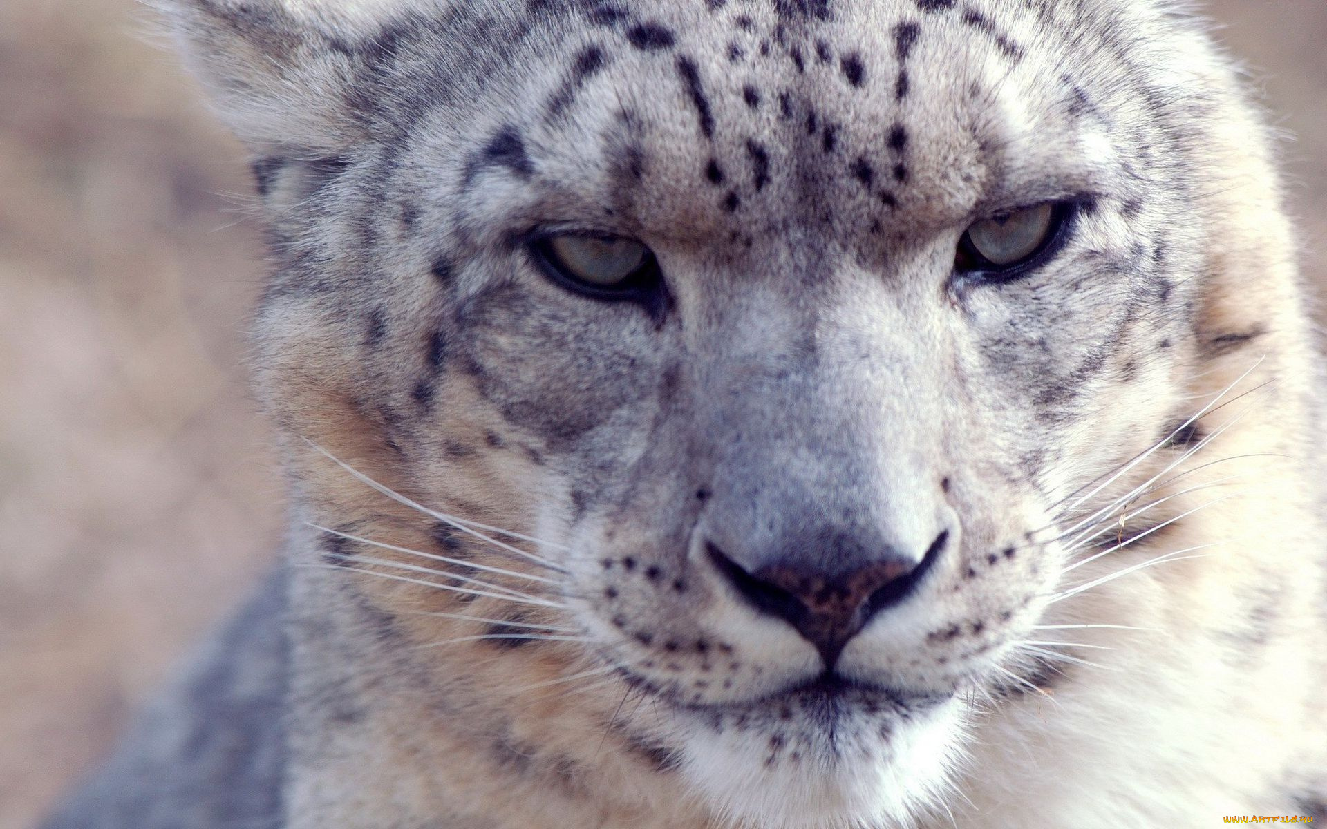 животные, снежный, барс, ирбис