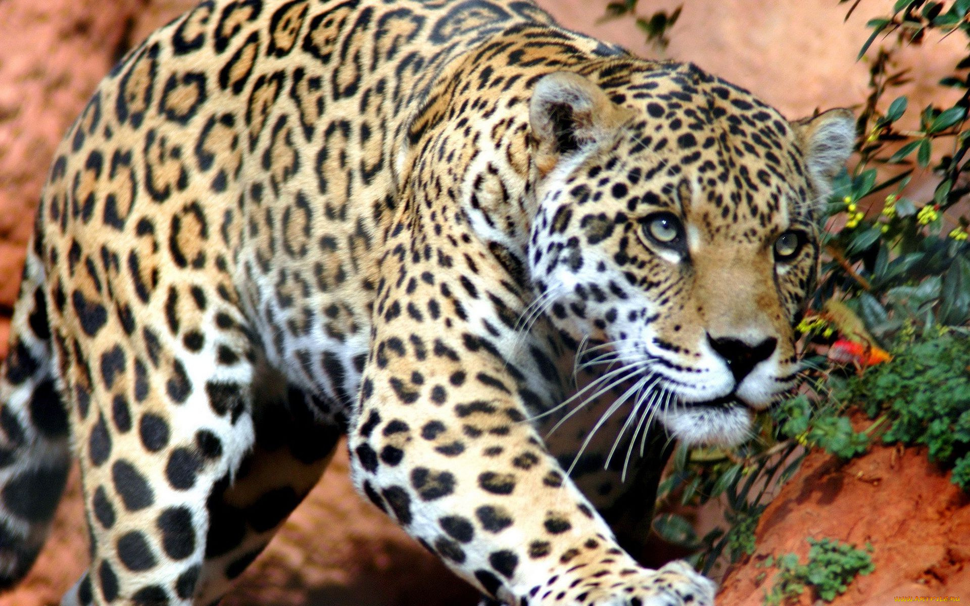 животные, Ягуары