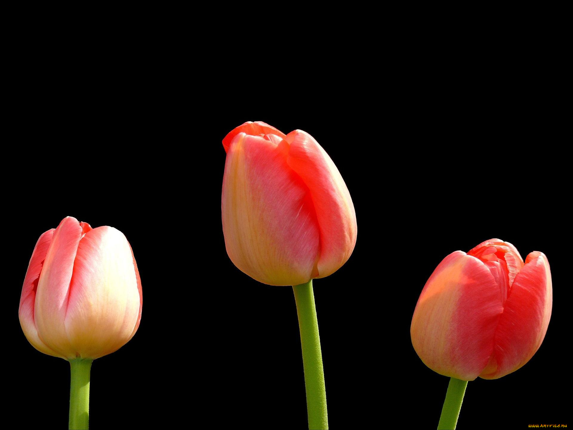 цветы, тюльпаны