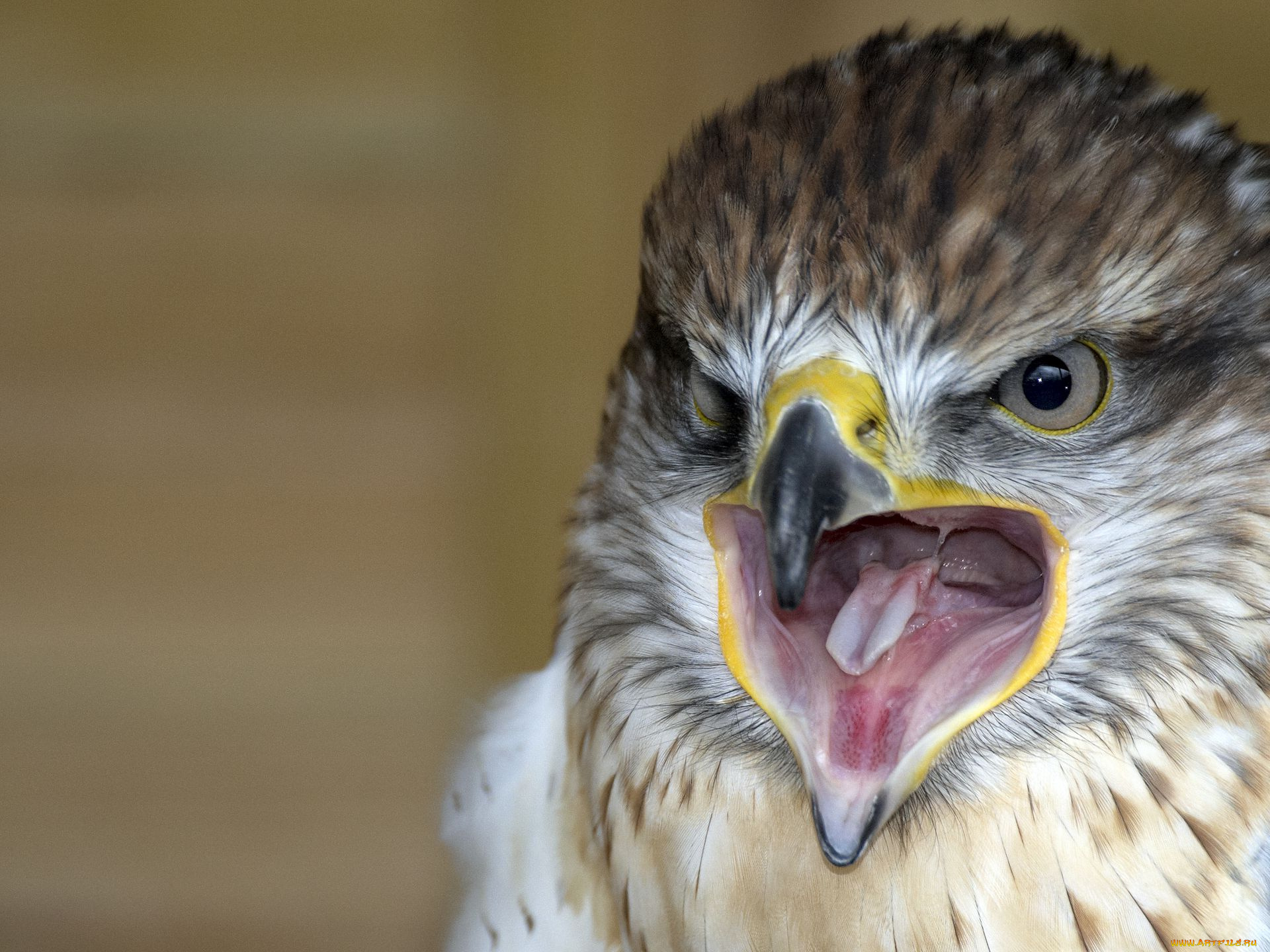 животные, птицы, хищники