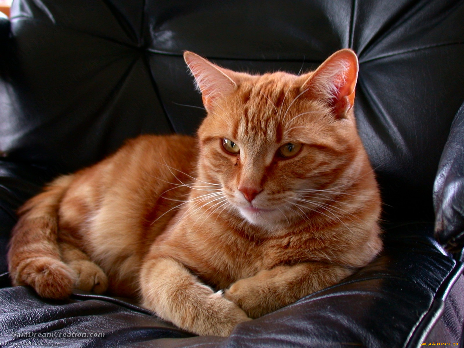 животные, коты