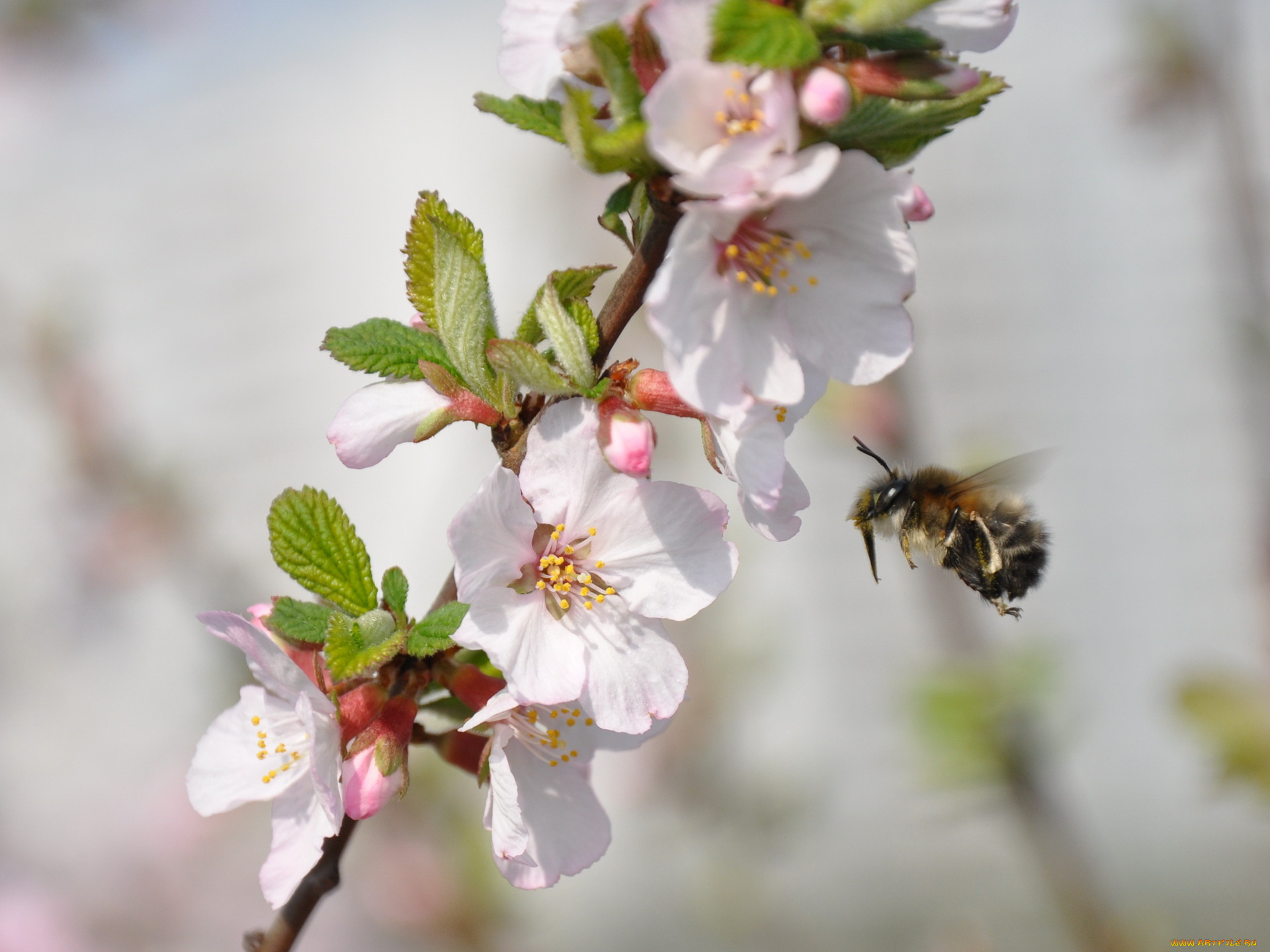 цветы, цветущие, деревья, кустарники