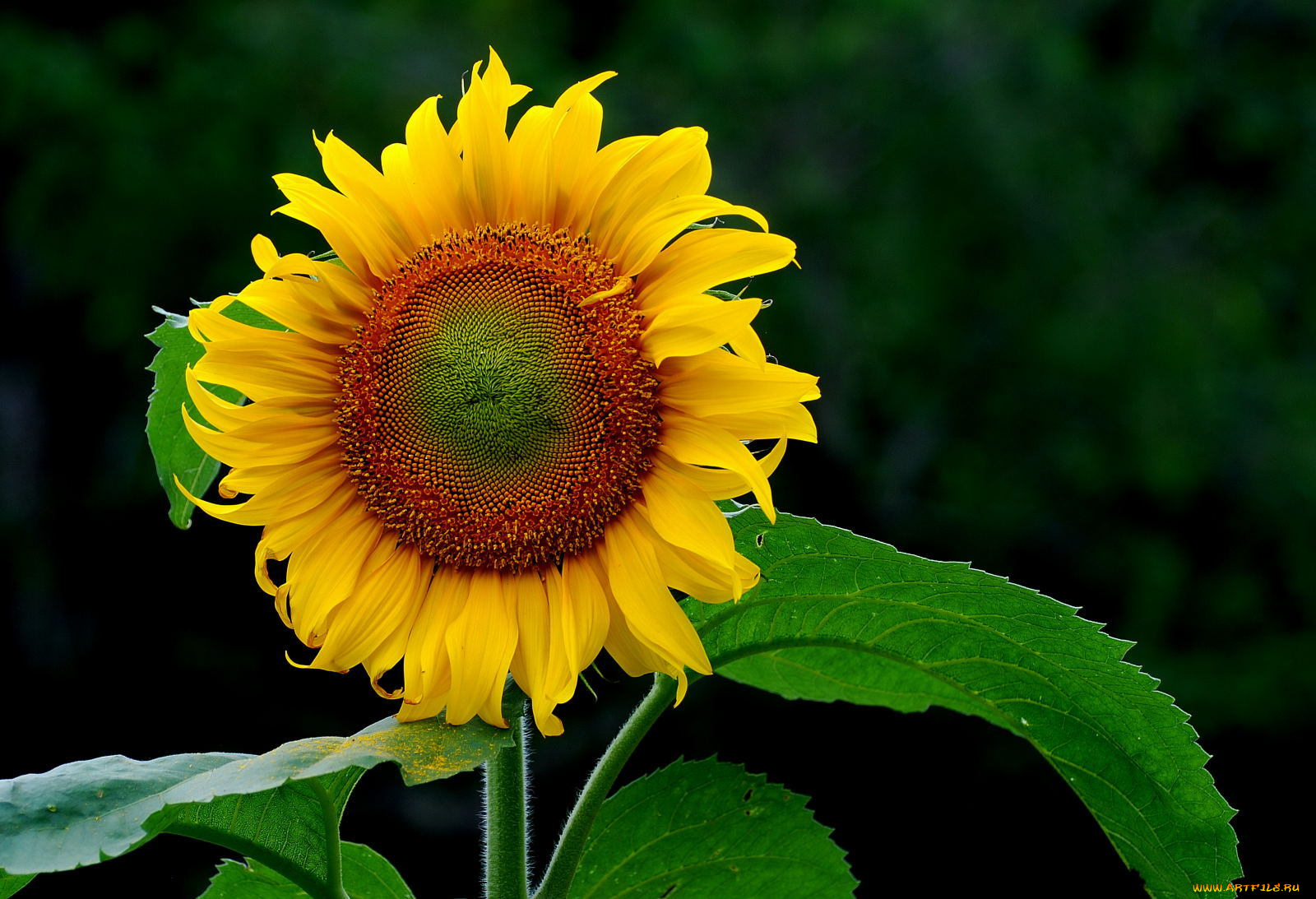 цветы, подсолнухи