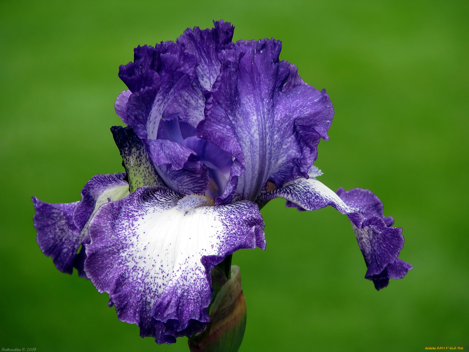 цветы, ирисы