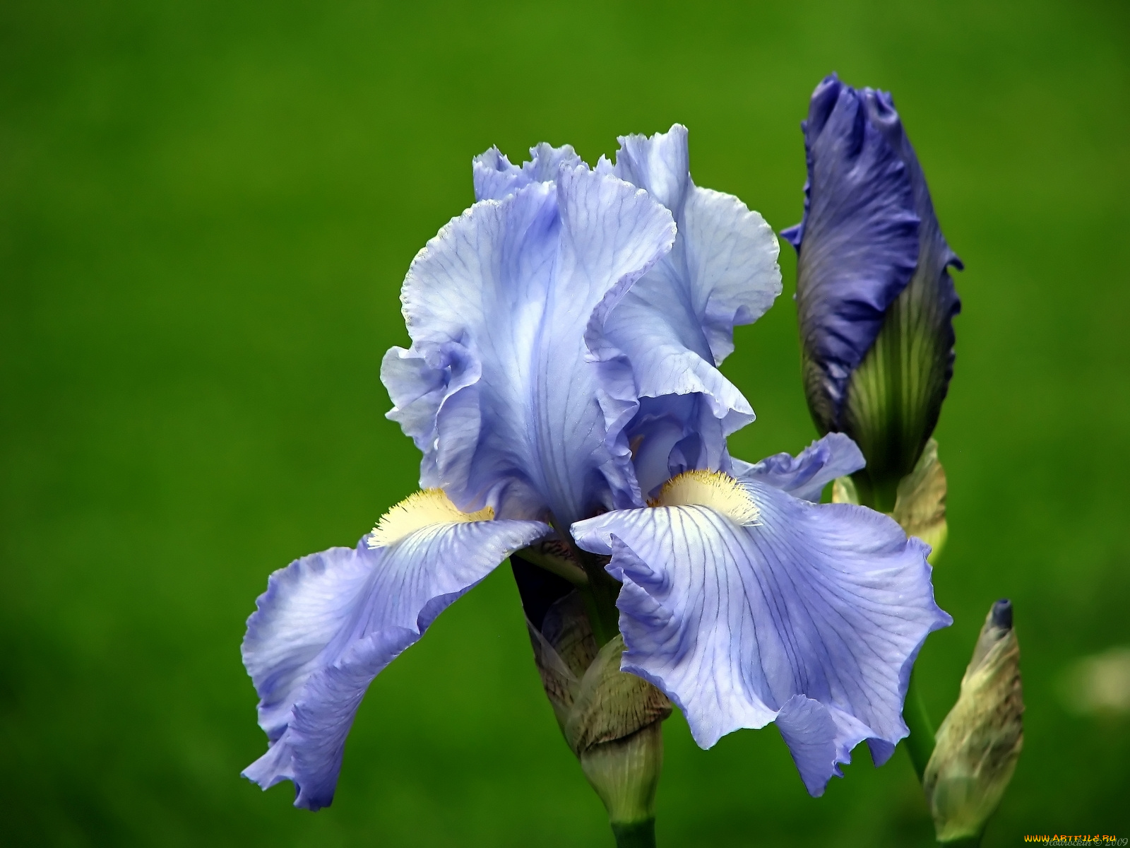 цветы, ирисы