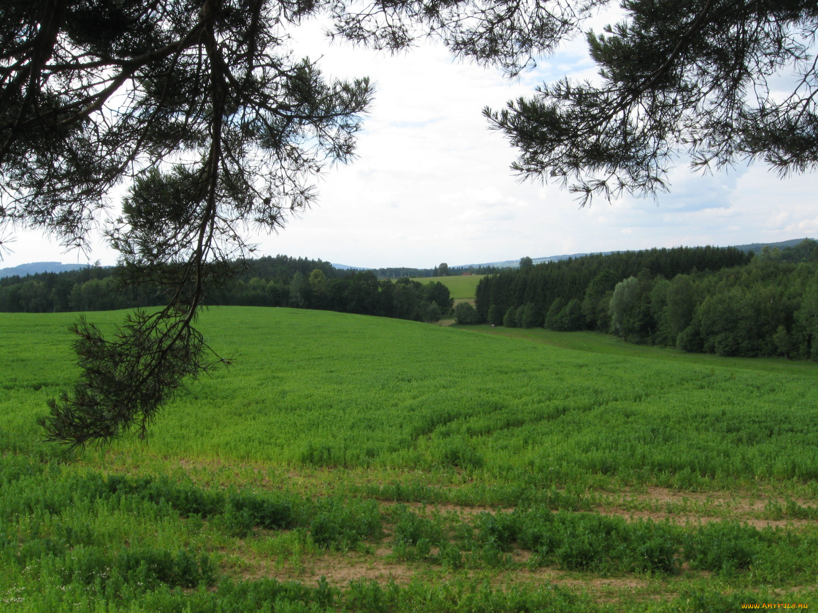 природа, луга, тропинка, деревья, зеленая, трава, горы