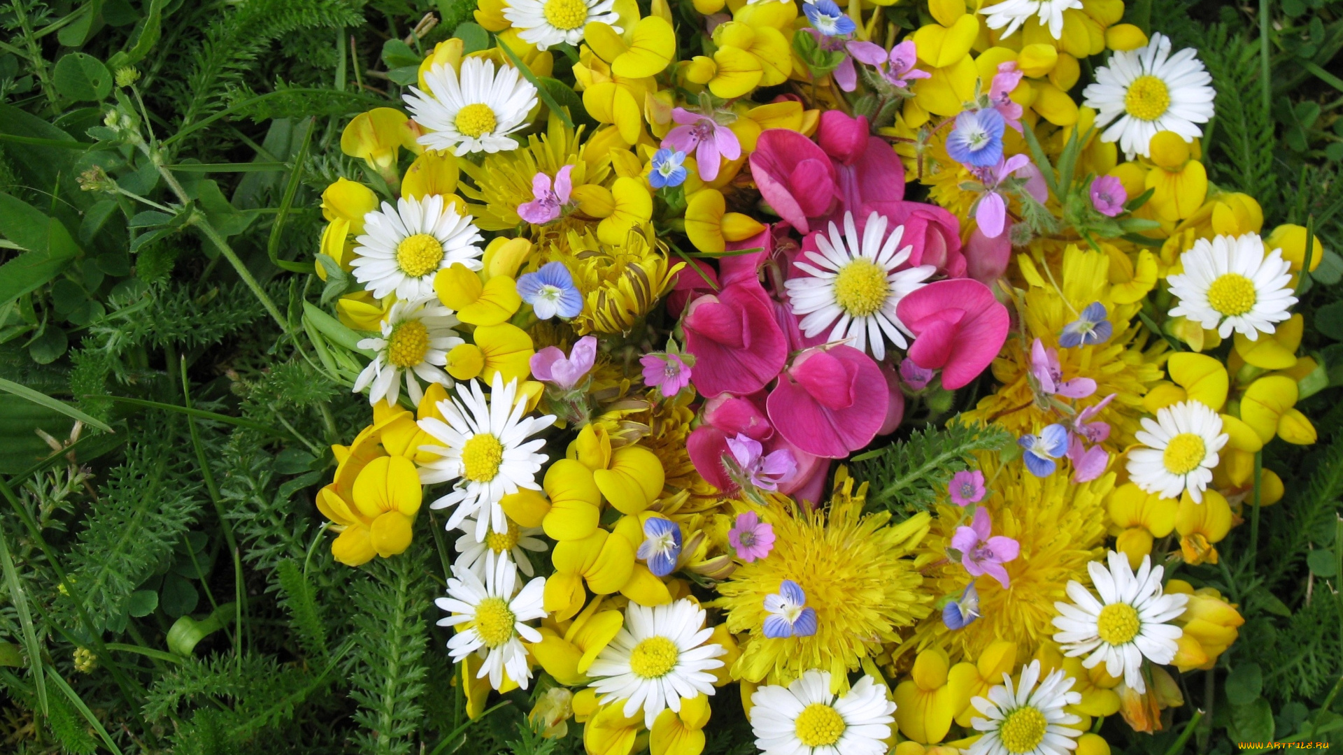 цветы, букеты, композиции, желтый, ромашки, одуванчики