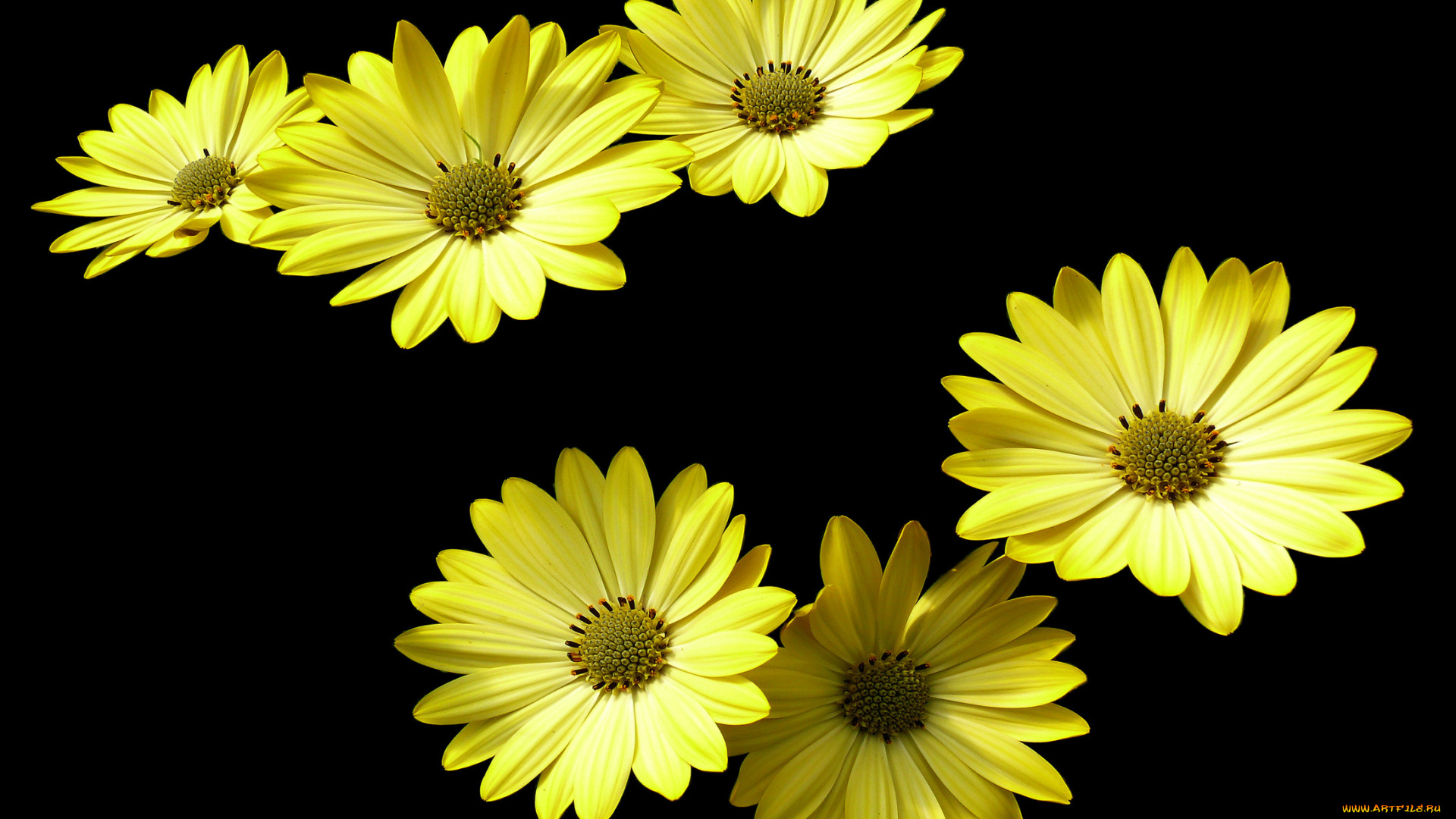 цветы, диморфотеки