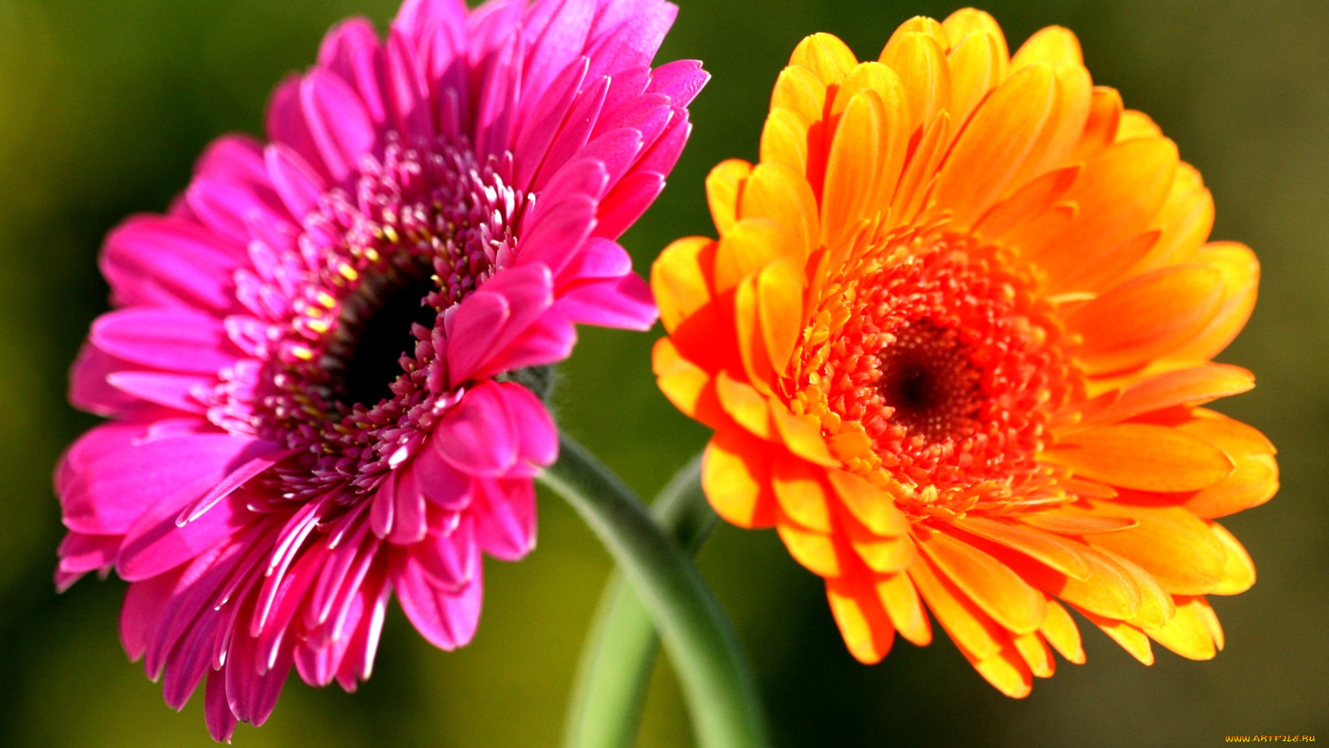 цветы, герберы, двое, оранжевый, розовый