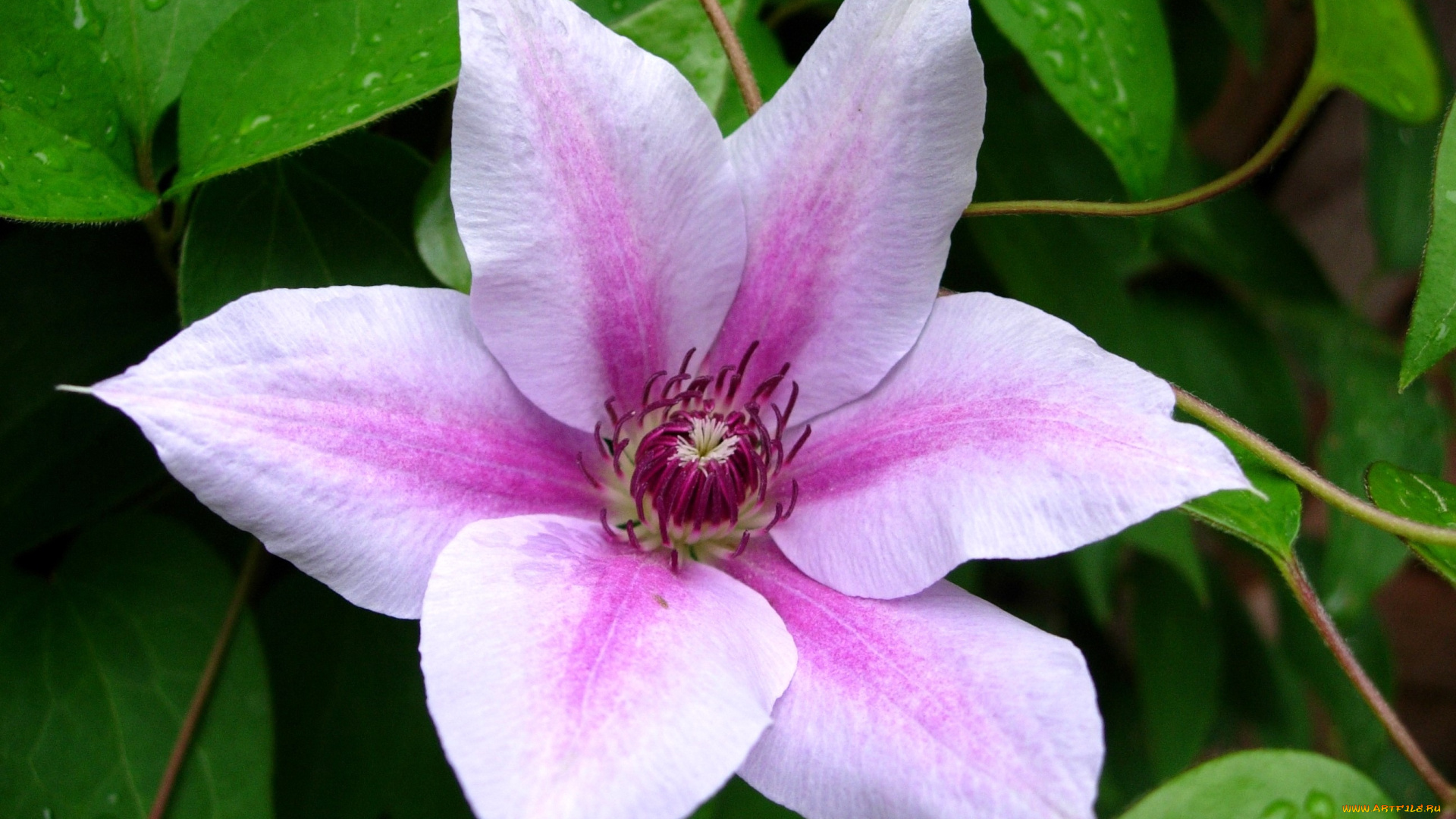 цветы, клематис, ломонос, большой, розовый