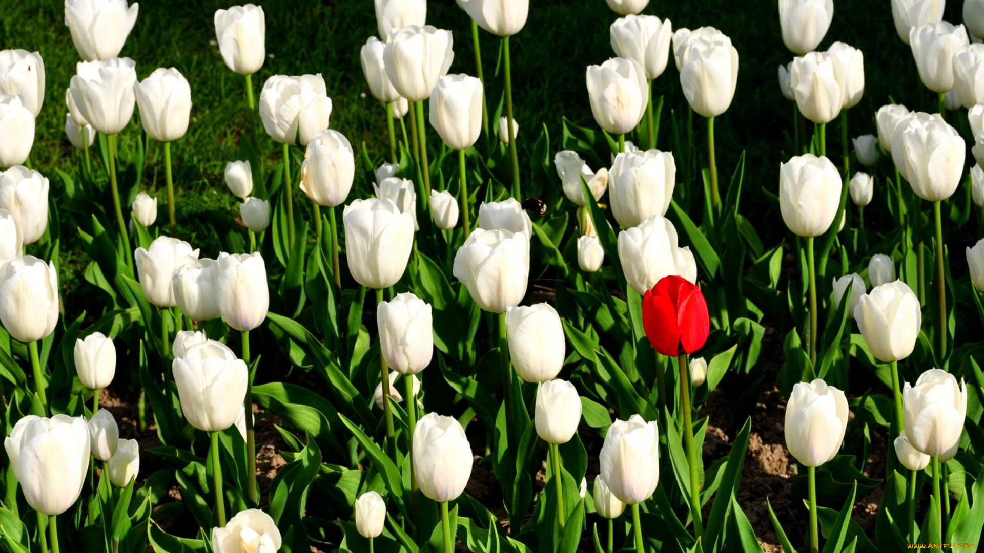 цветы, тюльпаны, белый, красный, много