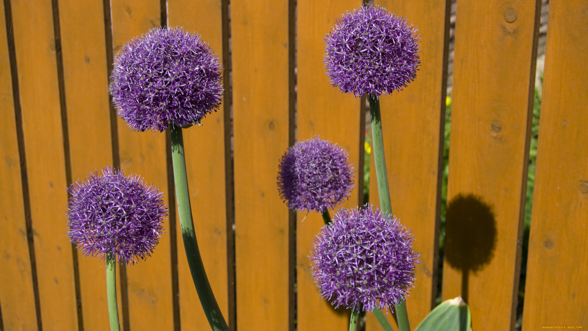 декоративный, чеснок, цветы, аллиум, лук