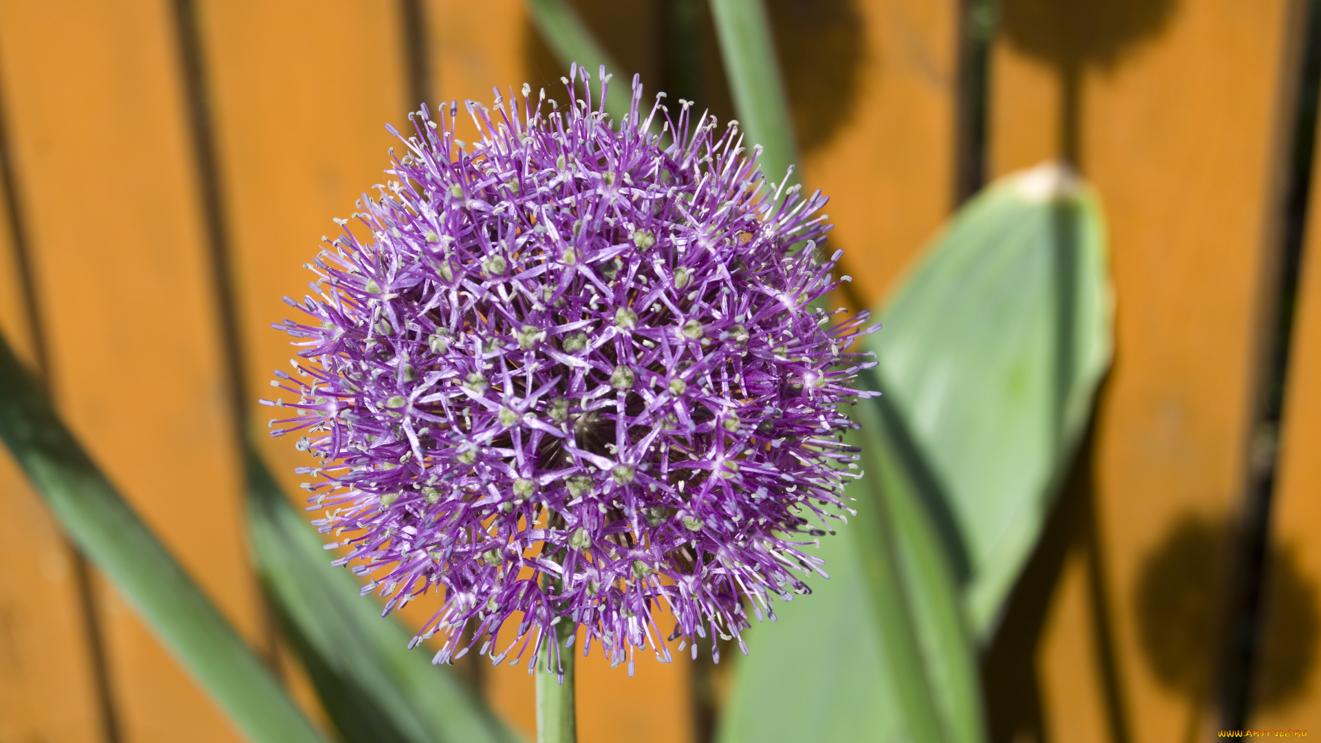 декоративный, чеснок, цветы, аллиум, лук