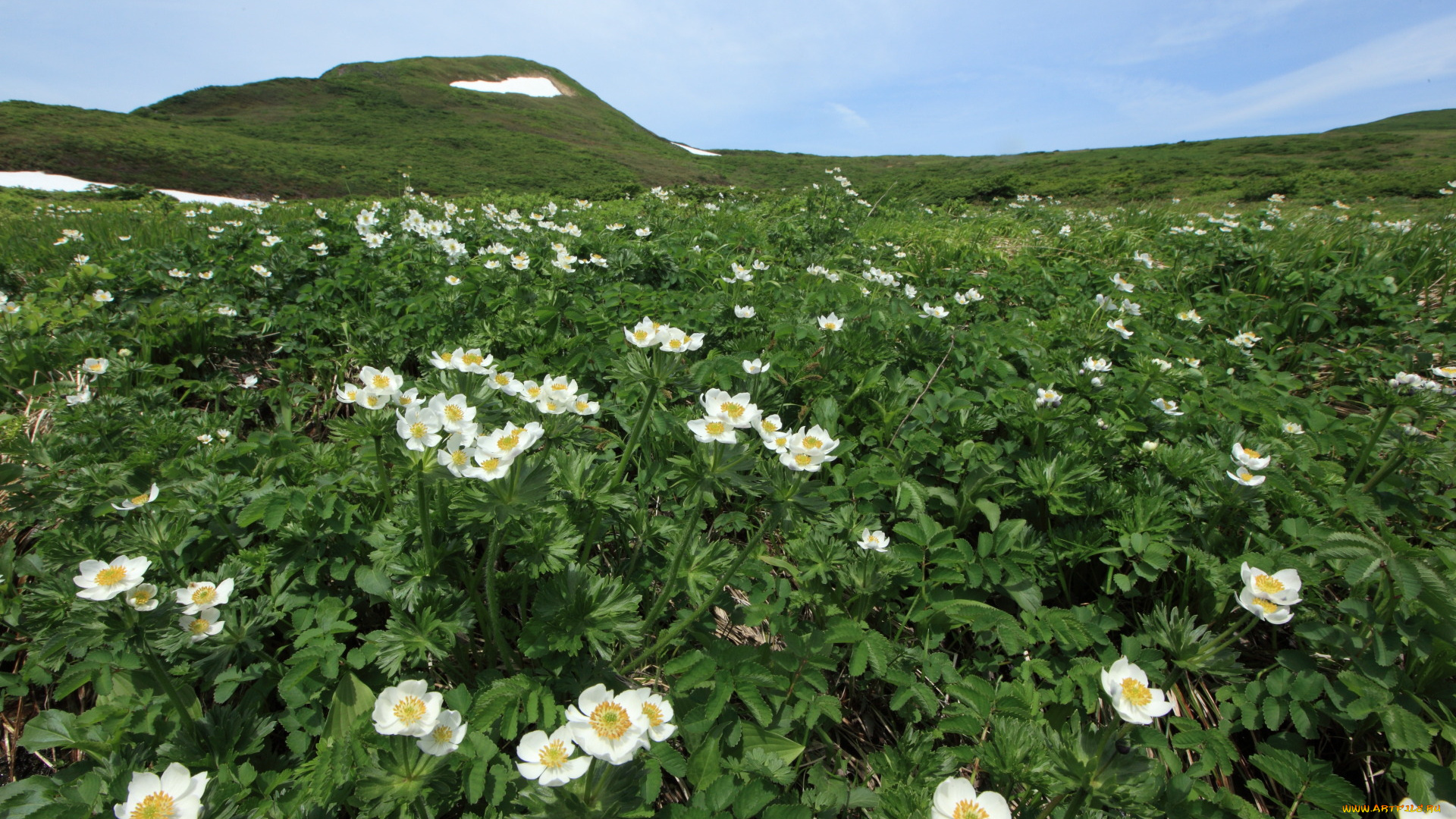 природа, луга, горы, цветы, небо