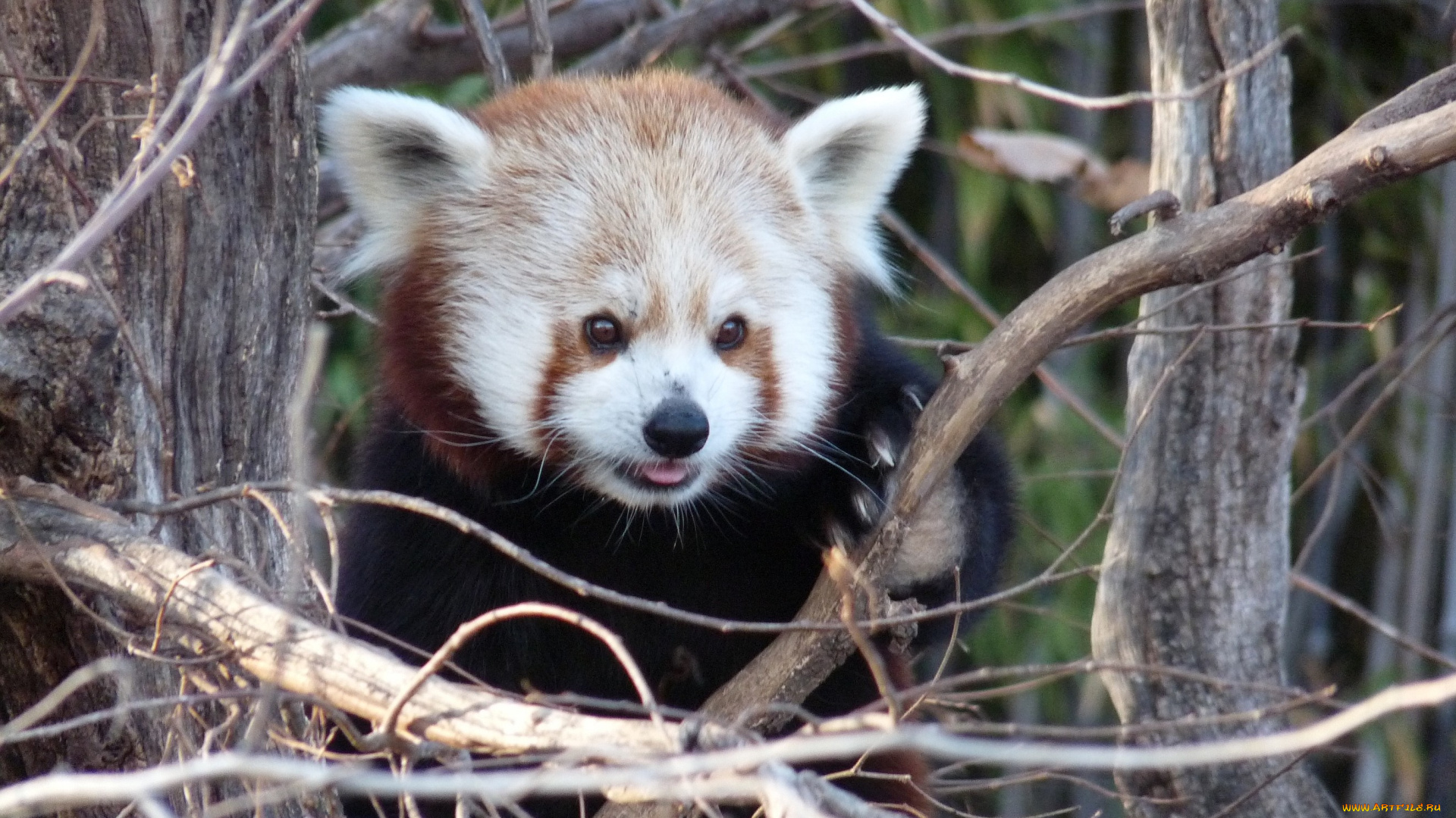 животные, панды, ветки, взгляд