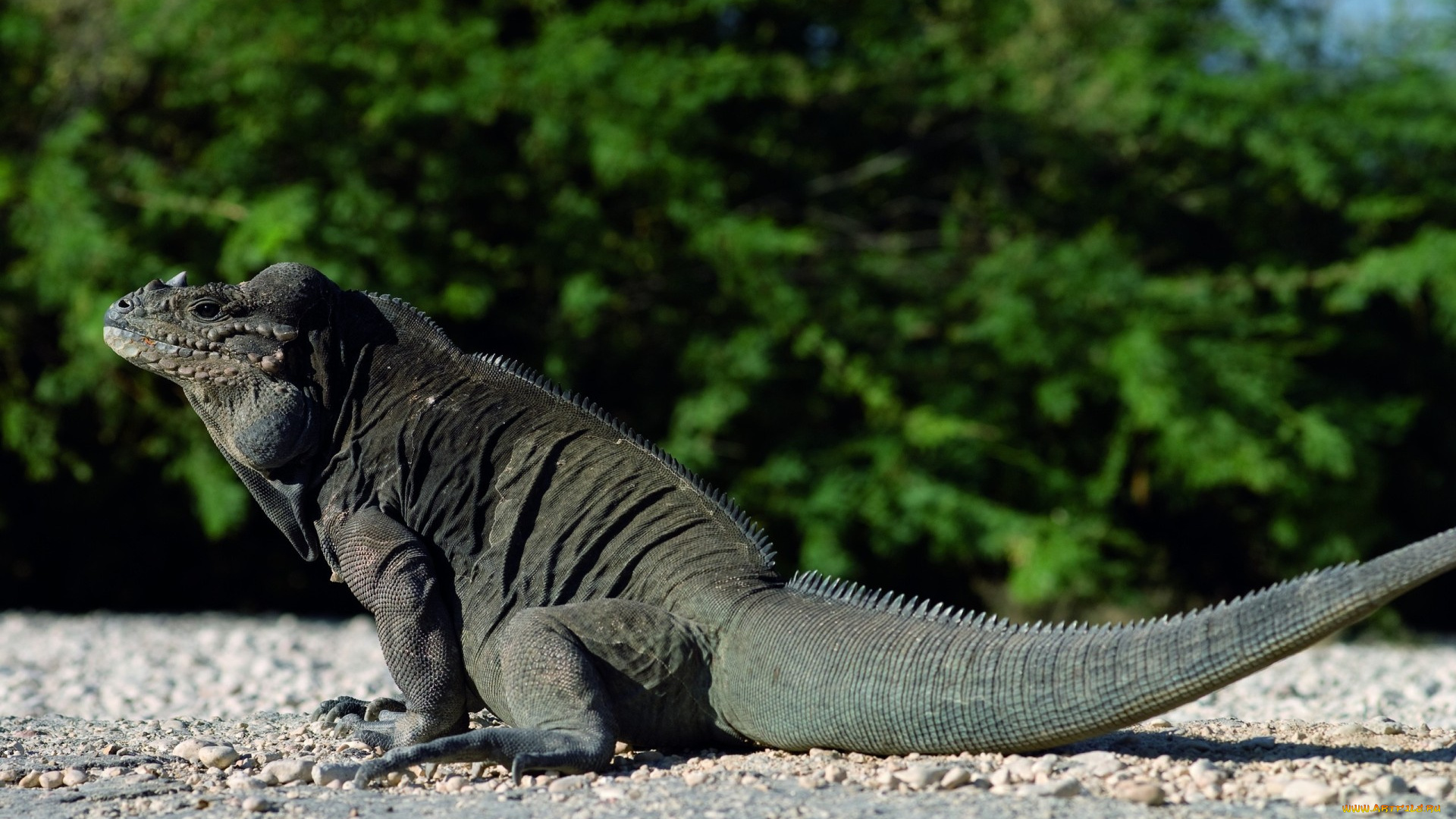 животные, Ящерицы, игуаны, вараны