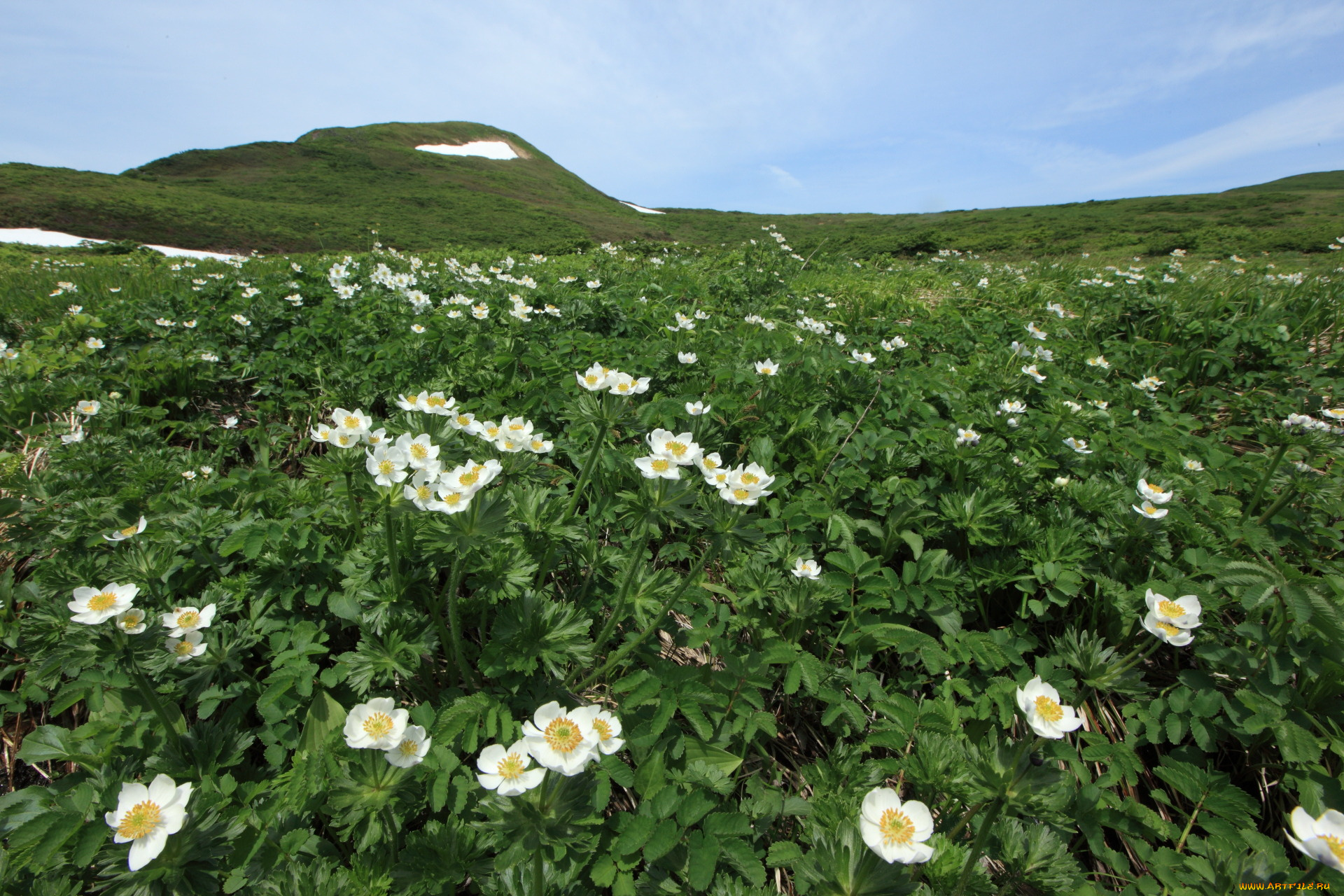 природа, луга, горы, цветы, небо