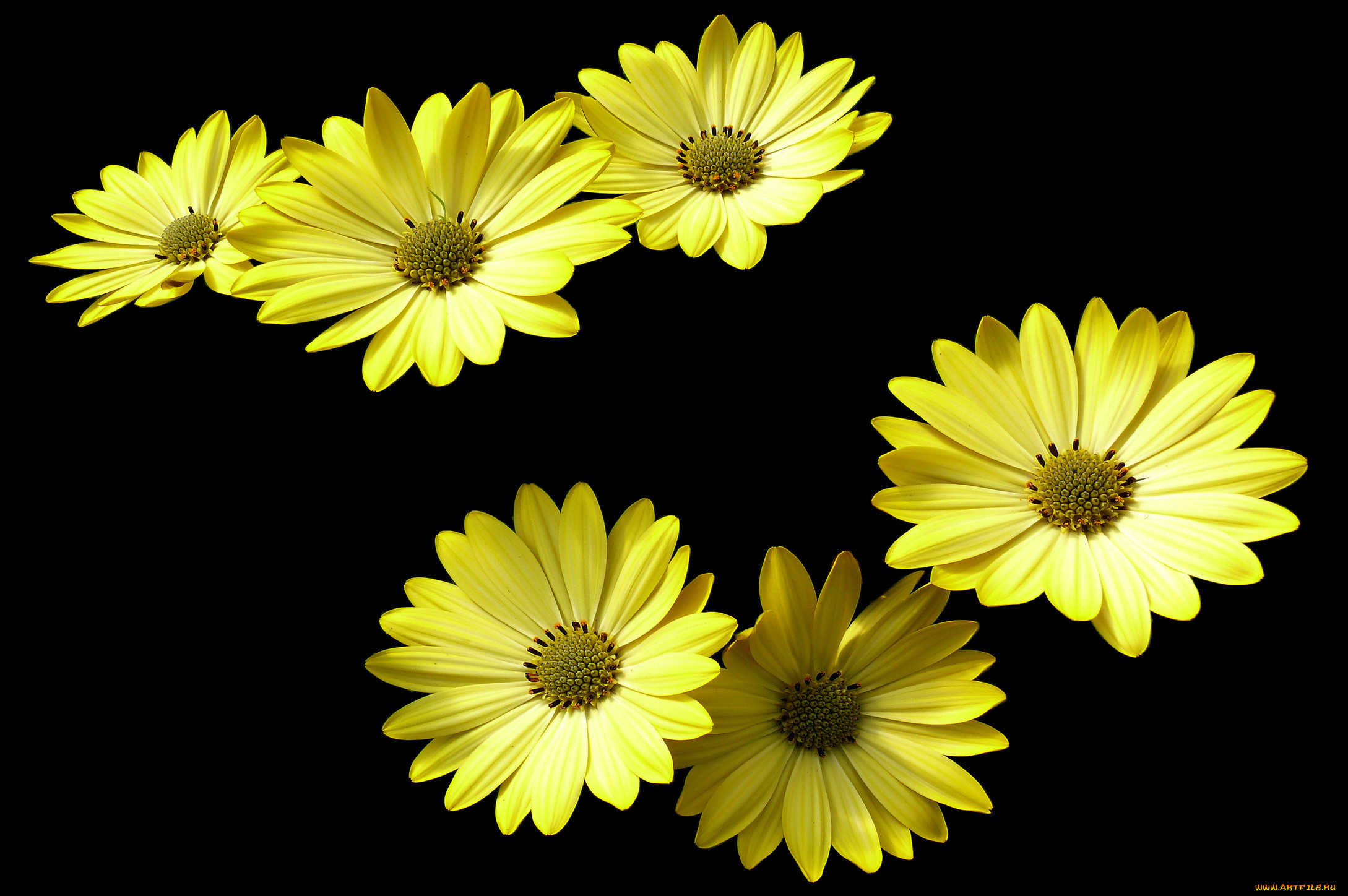 цветы, диморфотеки