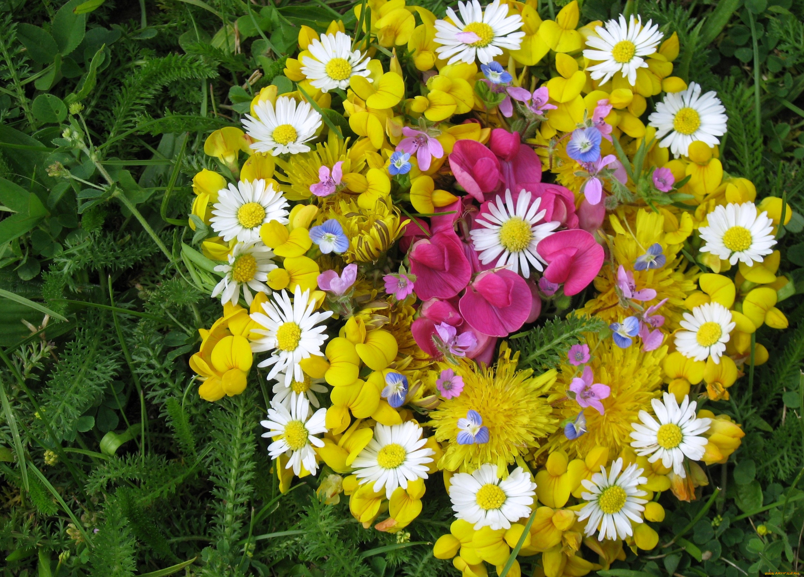 цветы, букеты, композиции, желтый, ромашки, одуванчики