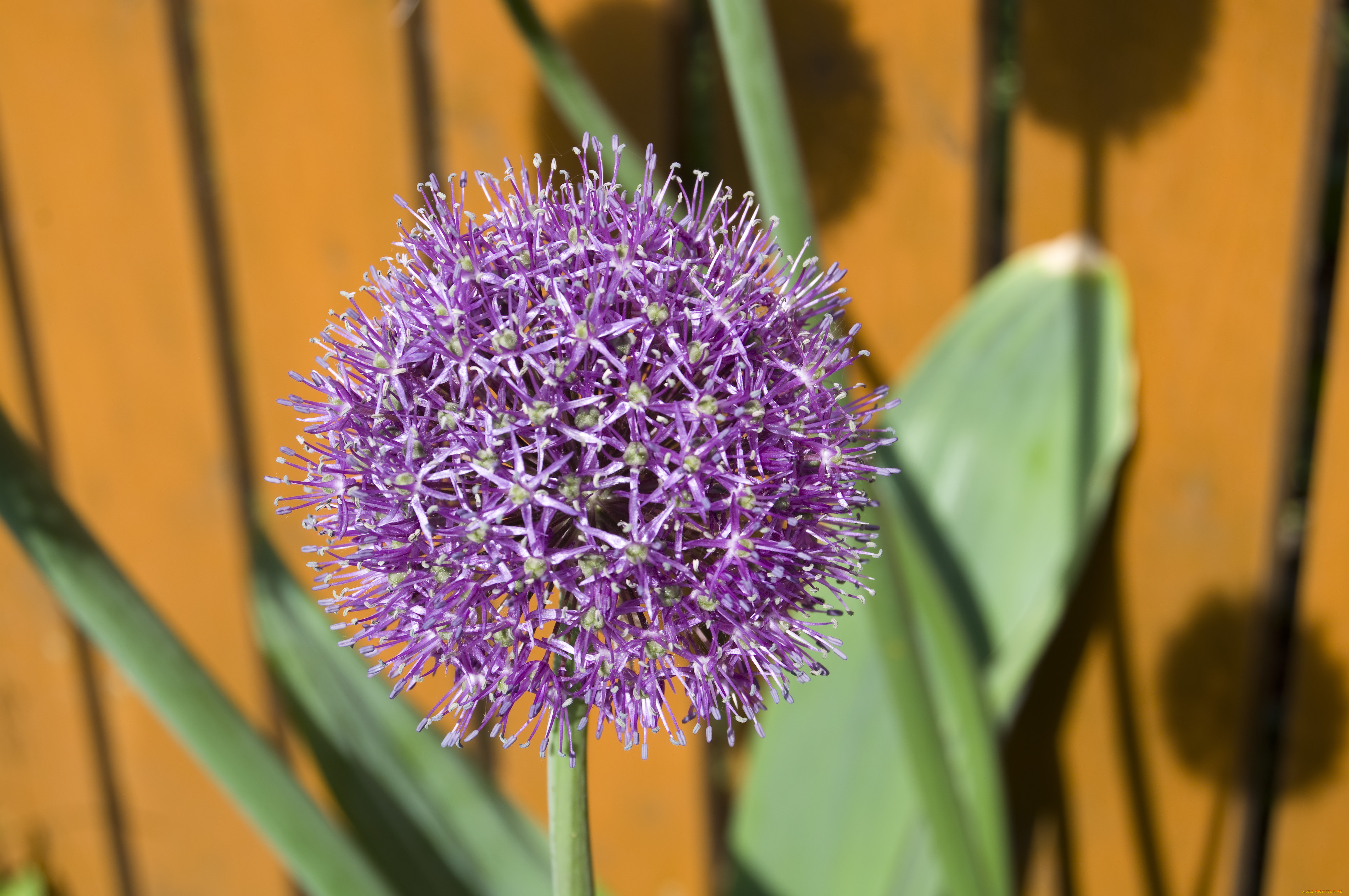 декоративный, чеснок, цветы, аллиум, лук