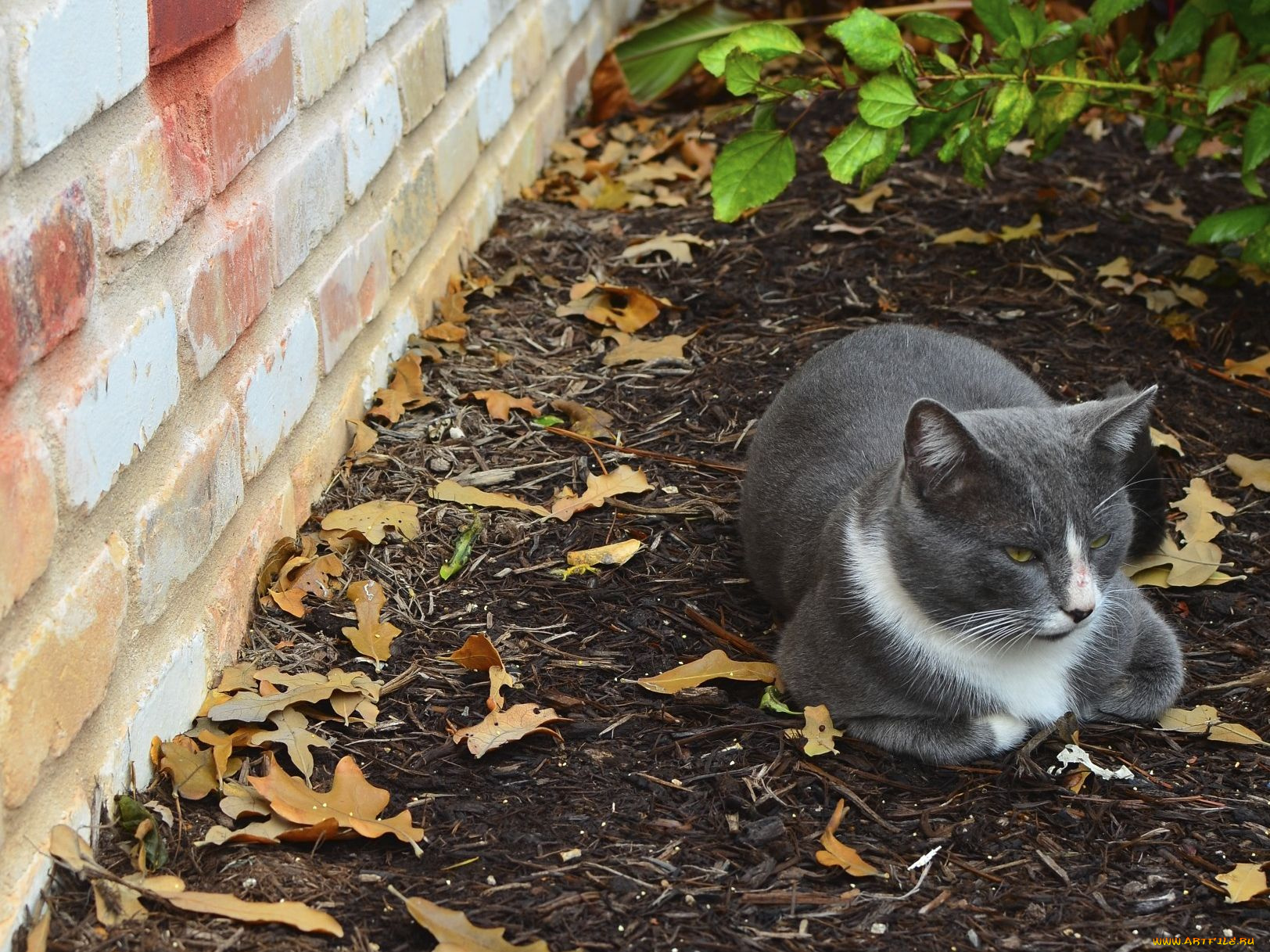 животные, коты, серый