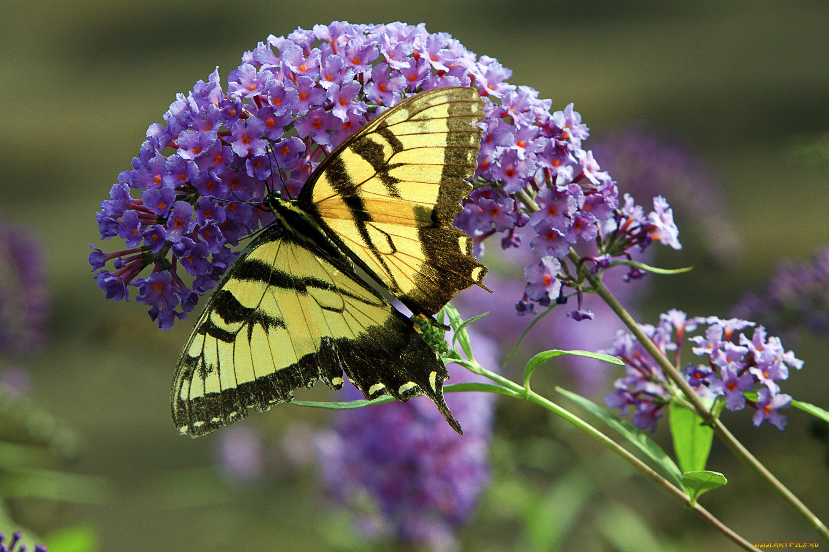 животные, бабочки, цветок, бабочка