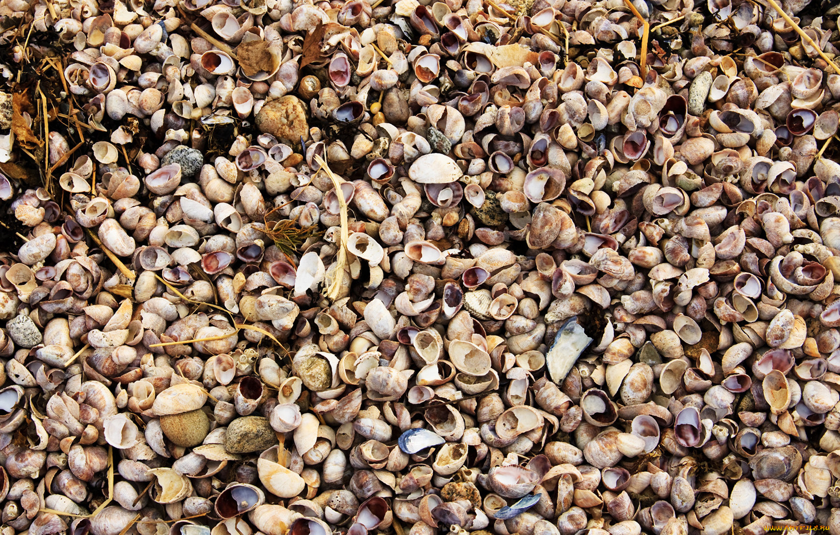 разное, ракушки, кораллы, декоративные, spa, камни