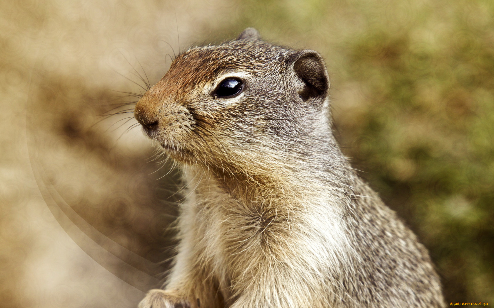 животные, суслики, сурки