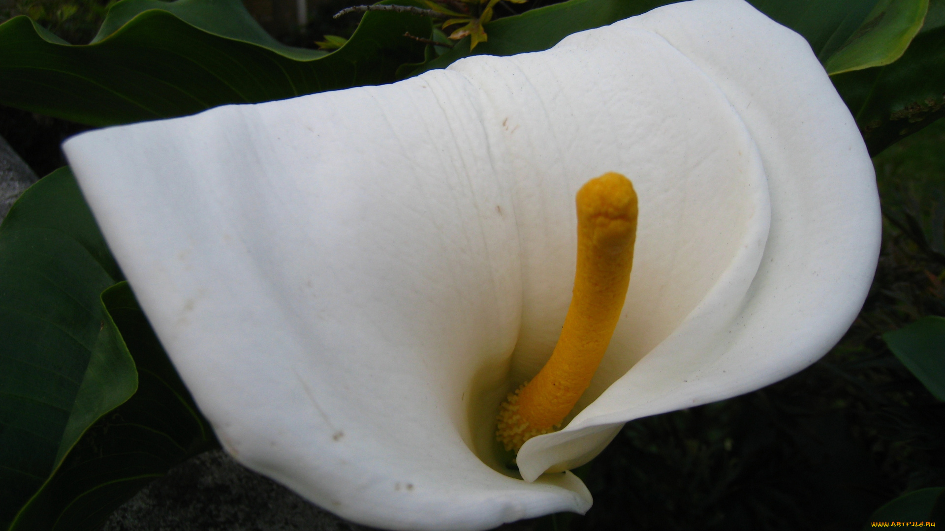 цветы, каллы, белый