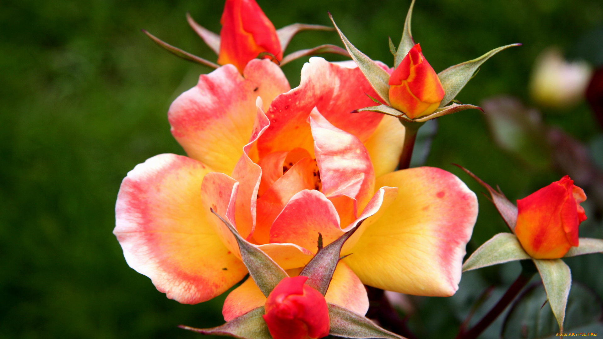 цветы, розы, роза, красно-желтая, бутоны