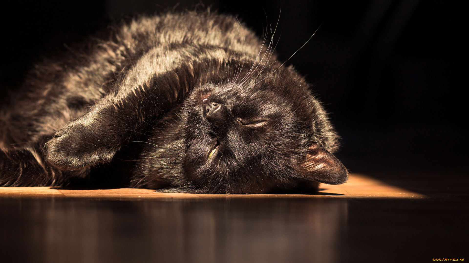 животные, коты, cat