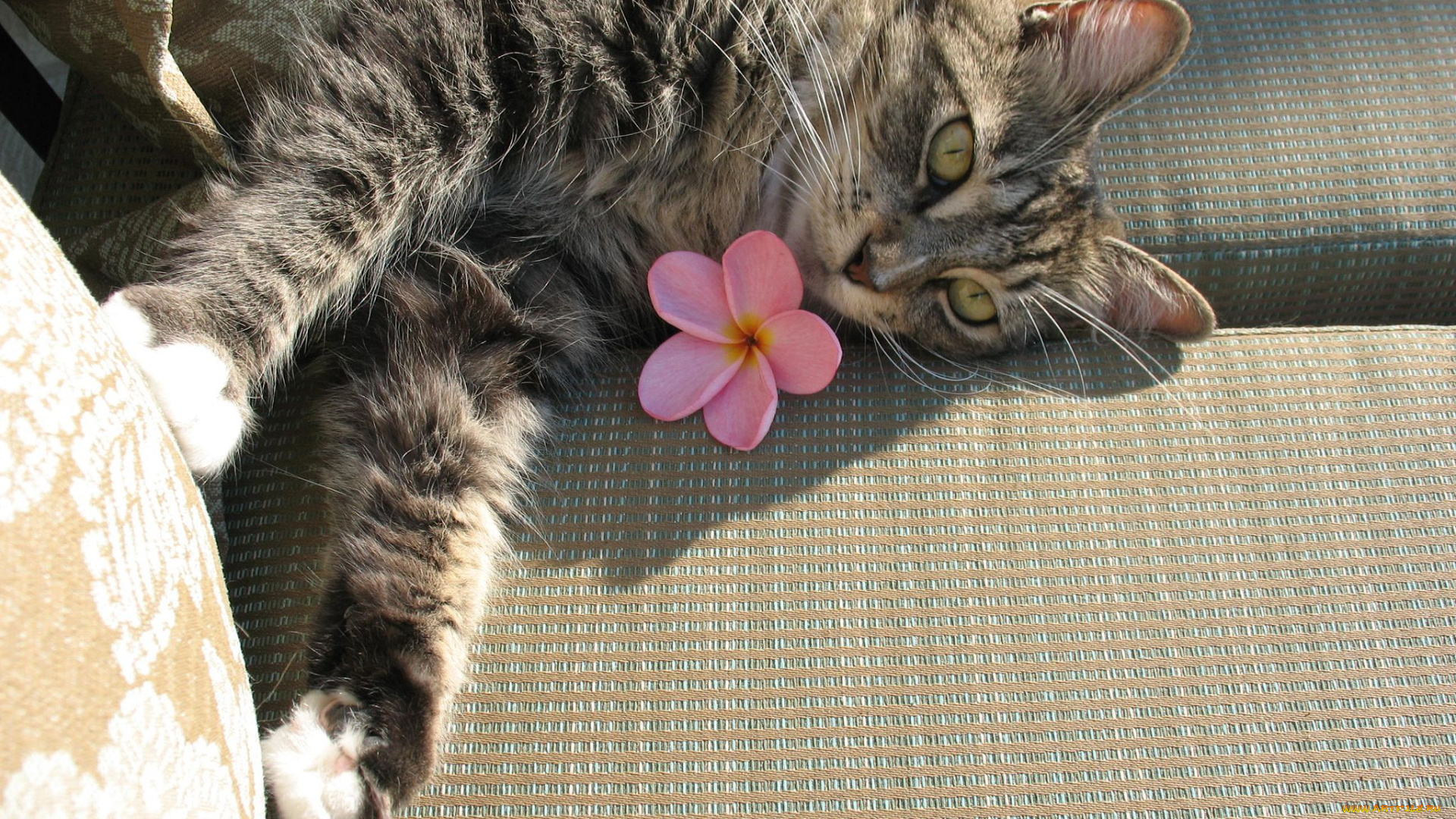 животные, коты, плюмерия