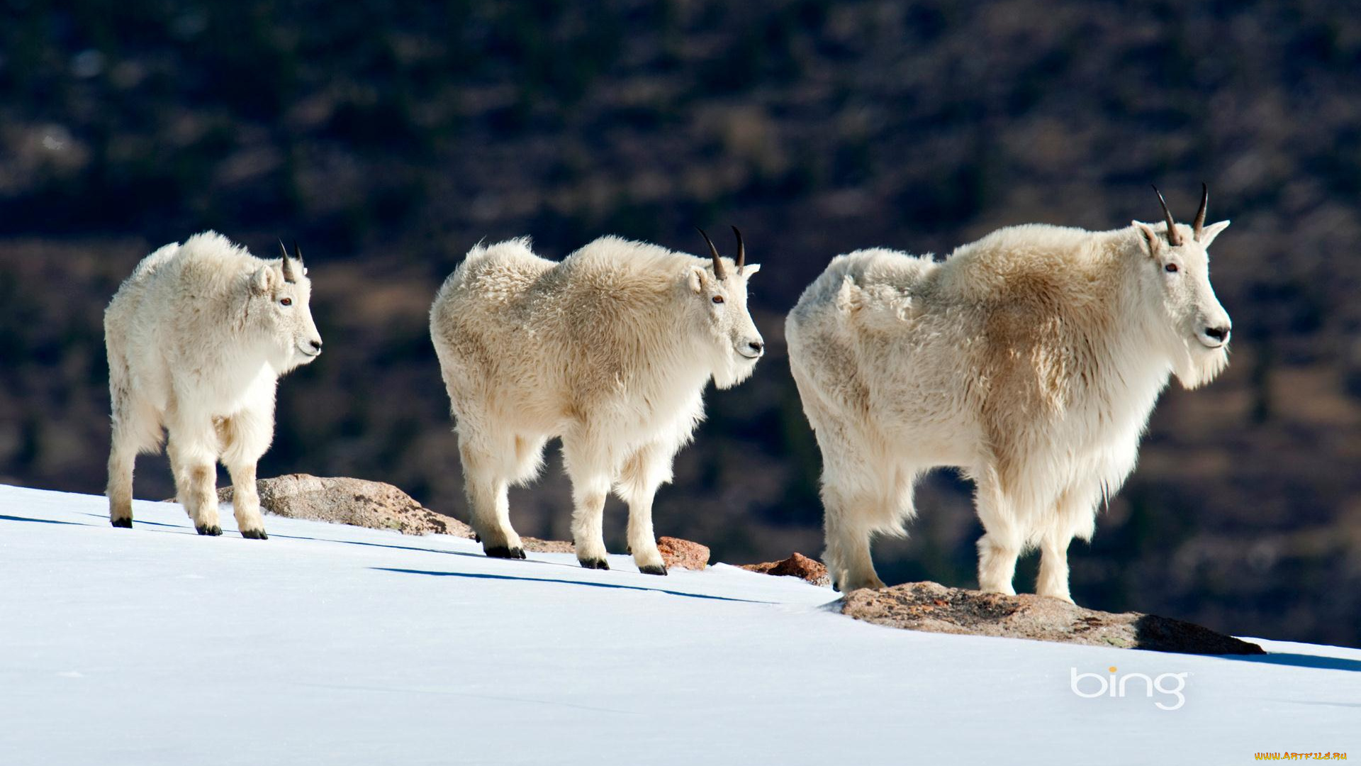 животные, козы