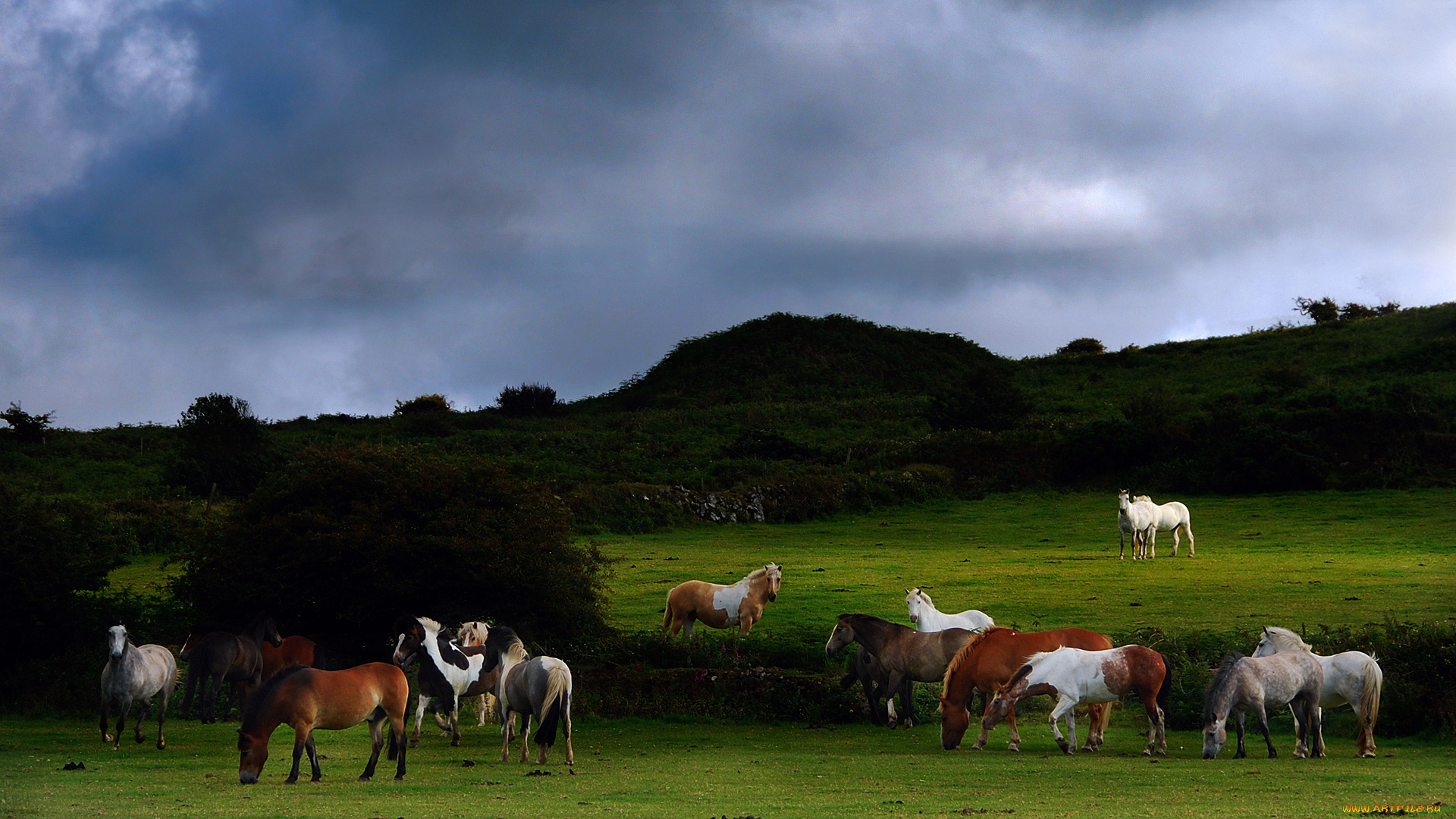 животные, лошади, луг