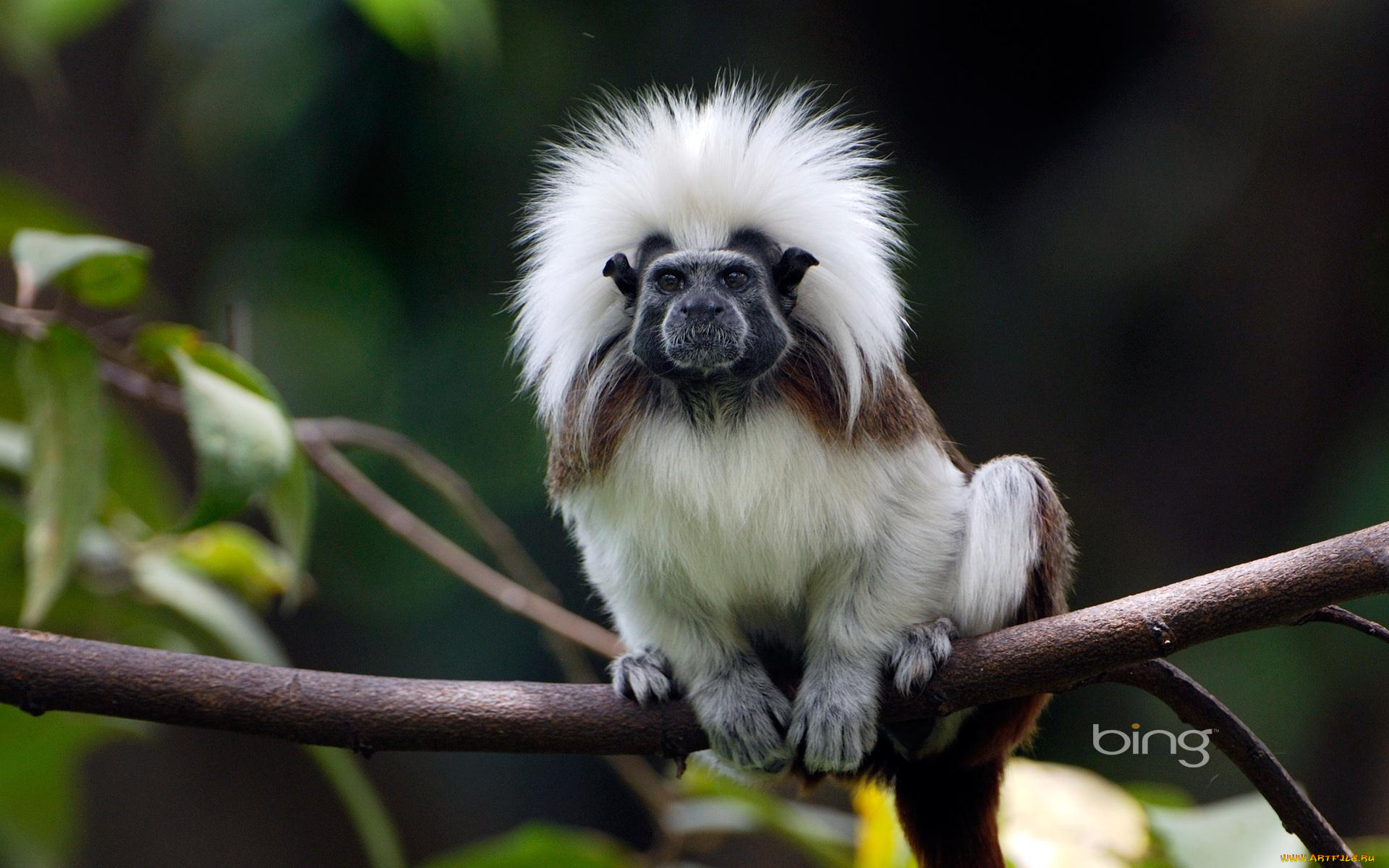 животные, обезьяны, обезяна