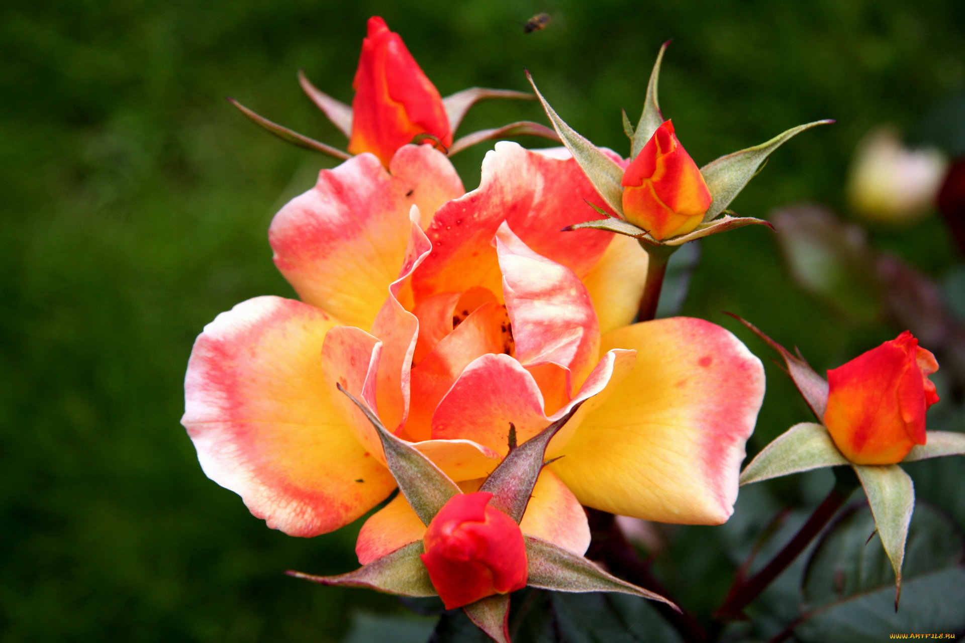 цветы, розы, роза, красно-желтая, бутоны