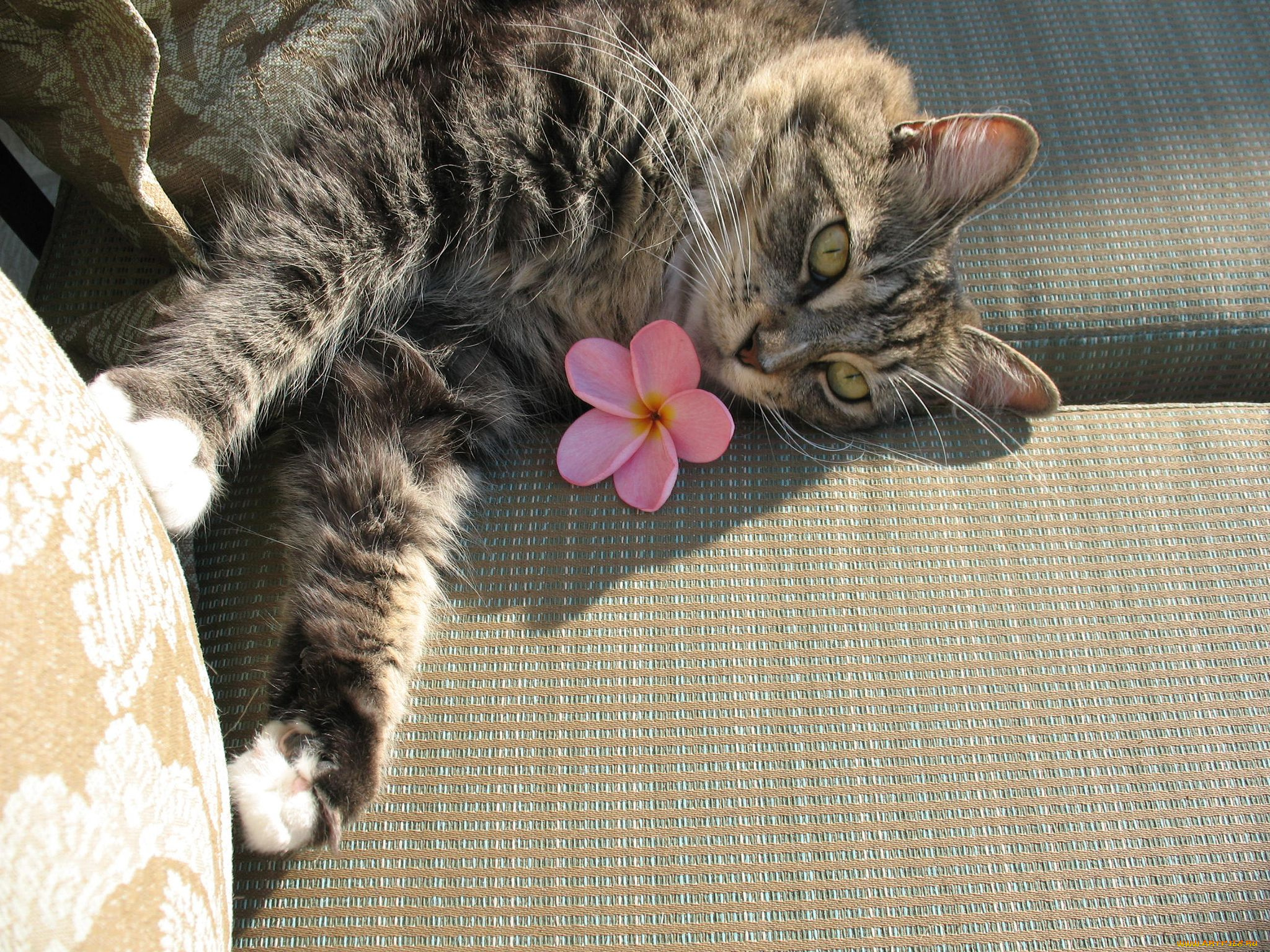 животные, коты, плюмерия